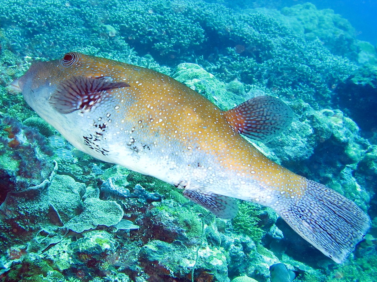 Blue-Spotted Puffer - Arothron caeruleopunctatus