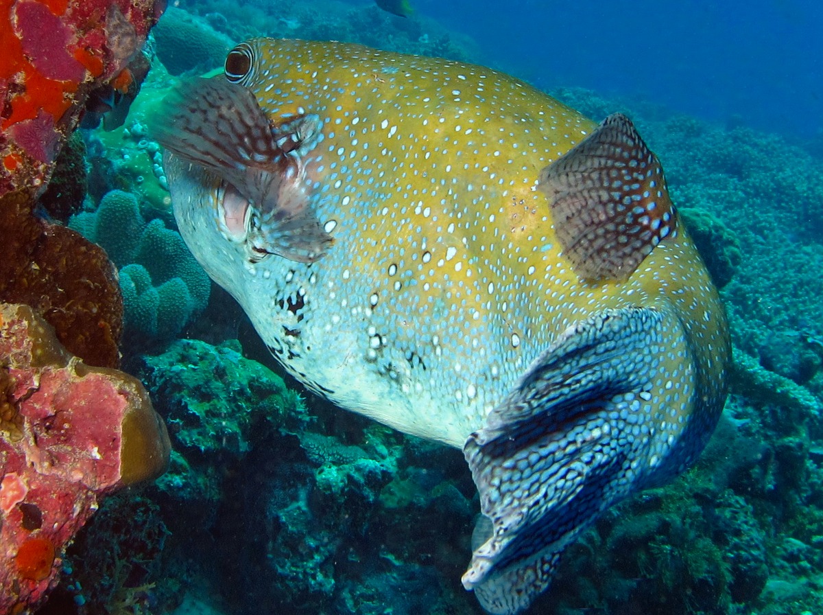 Blue-Spotted Puffer - Arothron caeruleopunctatus