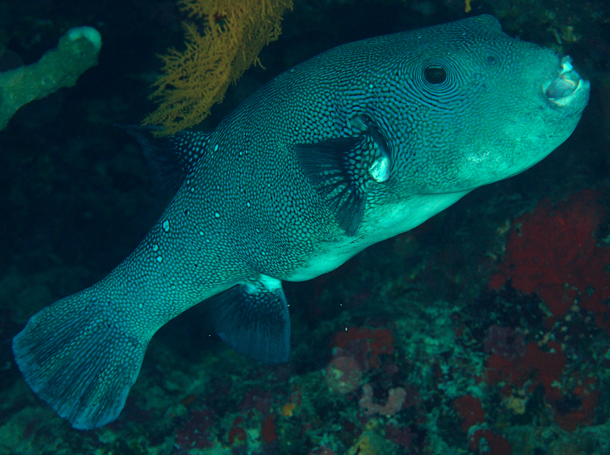 Blue-Spotted Puffer - Arothron caeruleopunctatus