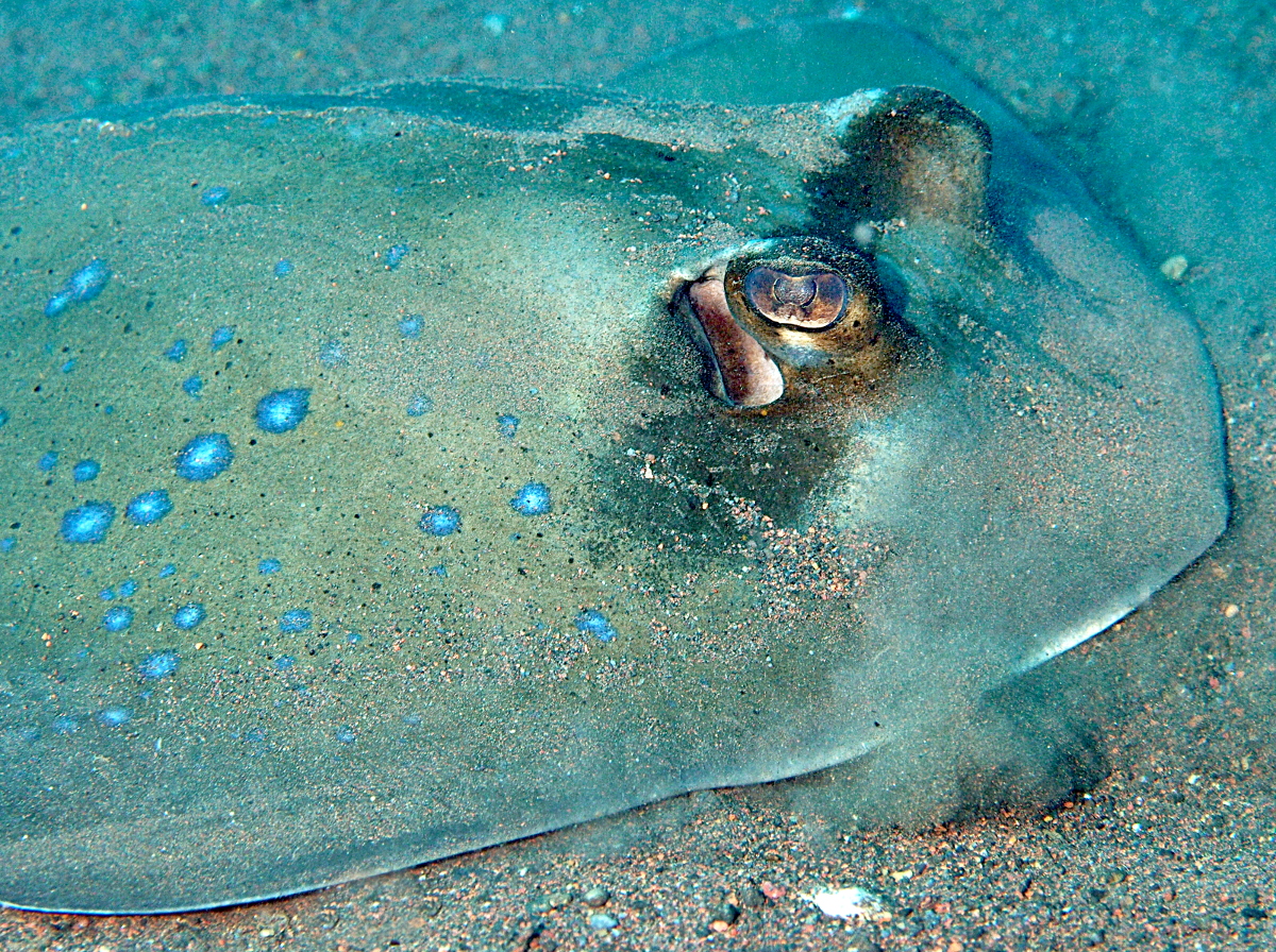 Blue-Spotted Stingray - Neotrygon kuhlii