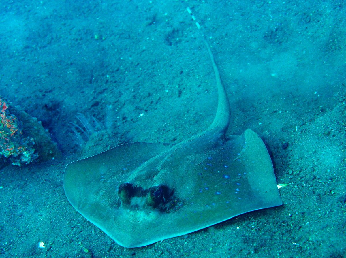 Blue-Spotted Stingray - Neotrygon kuhlii