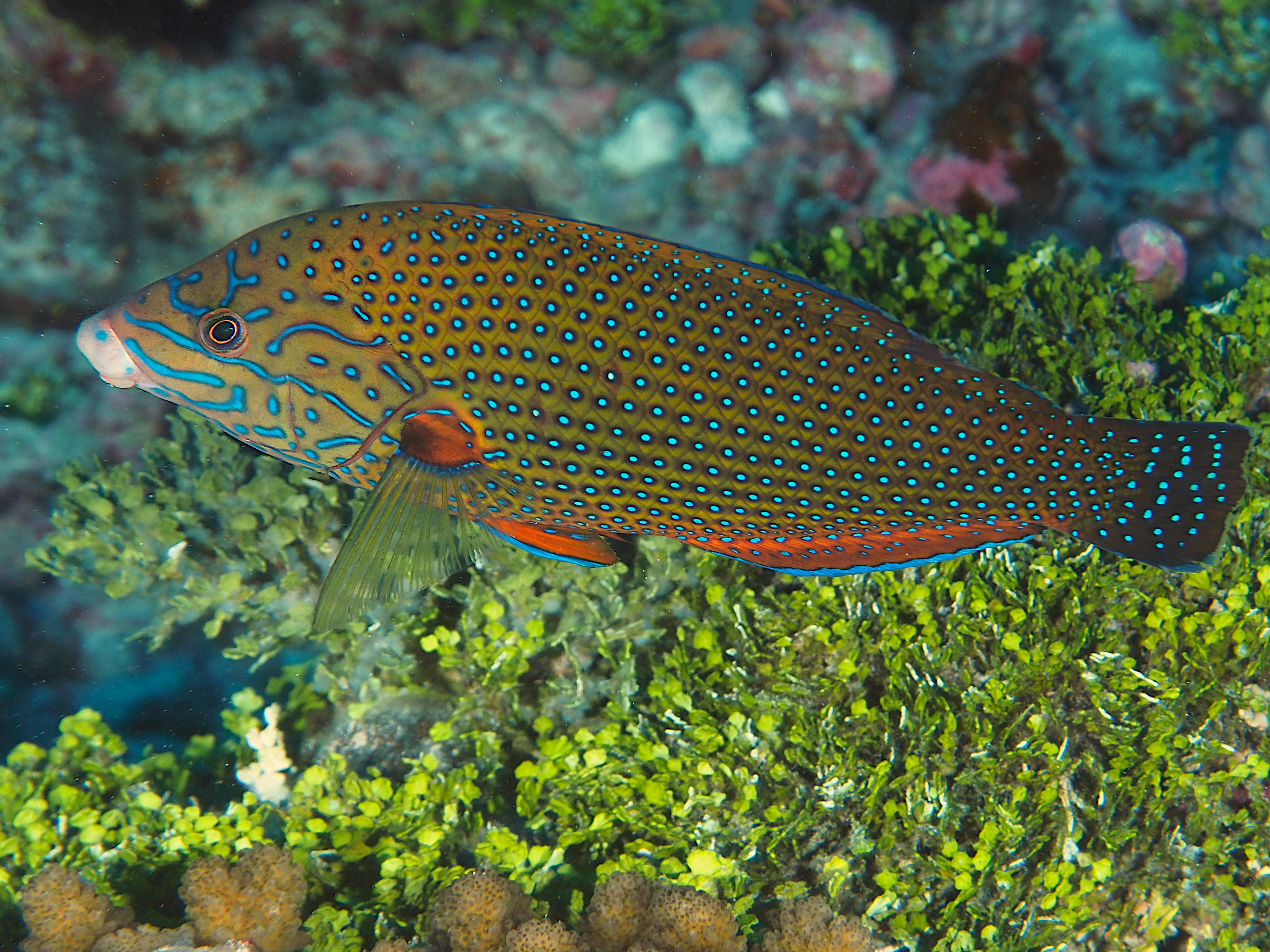 Bluespotted Wrasse - Anampses caeruleopunctatus