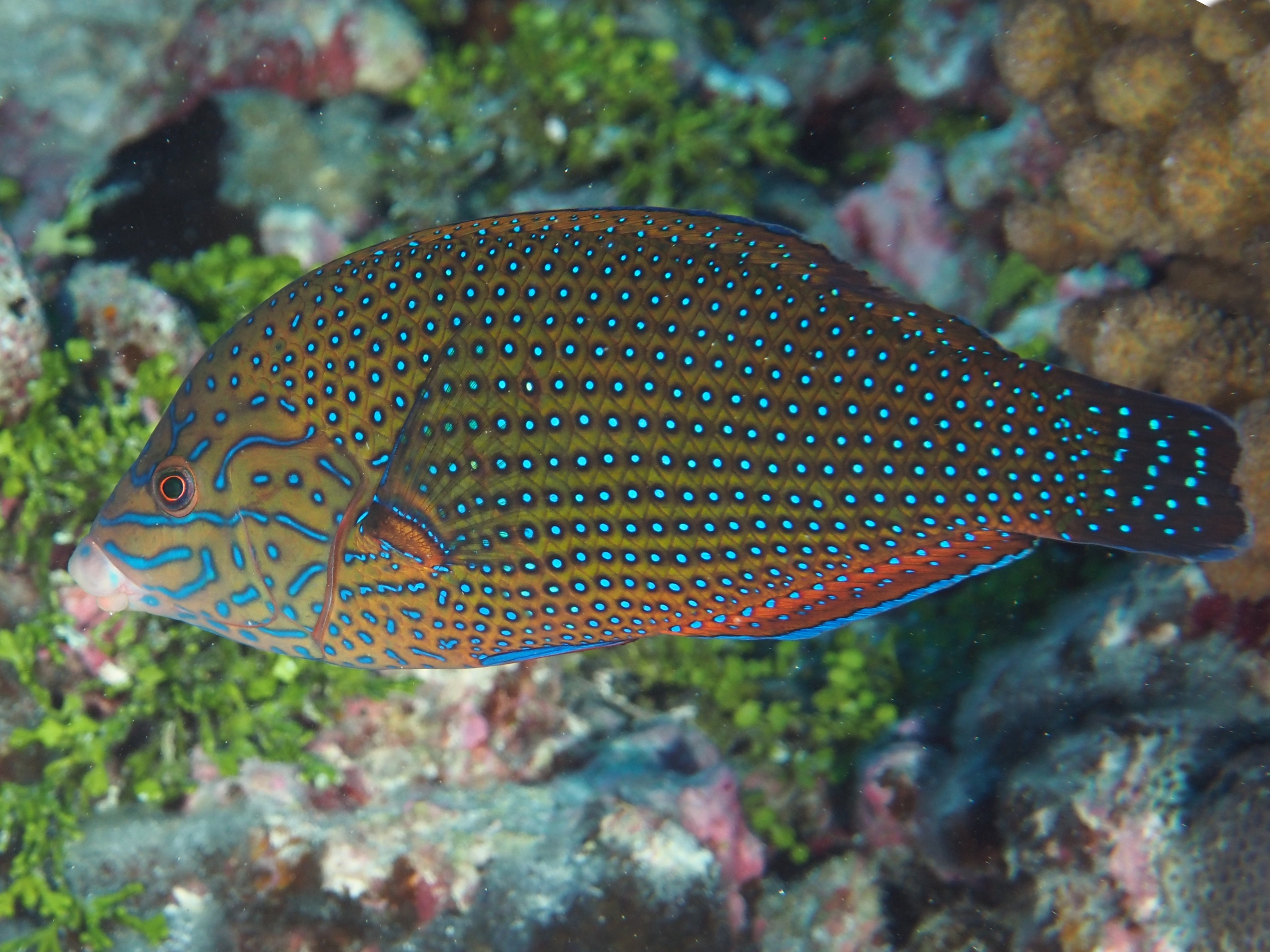Bluespotted Wrasse - Anampses caeruleopunctatus