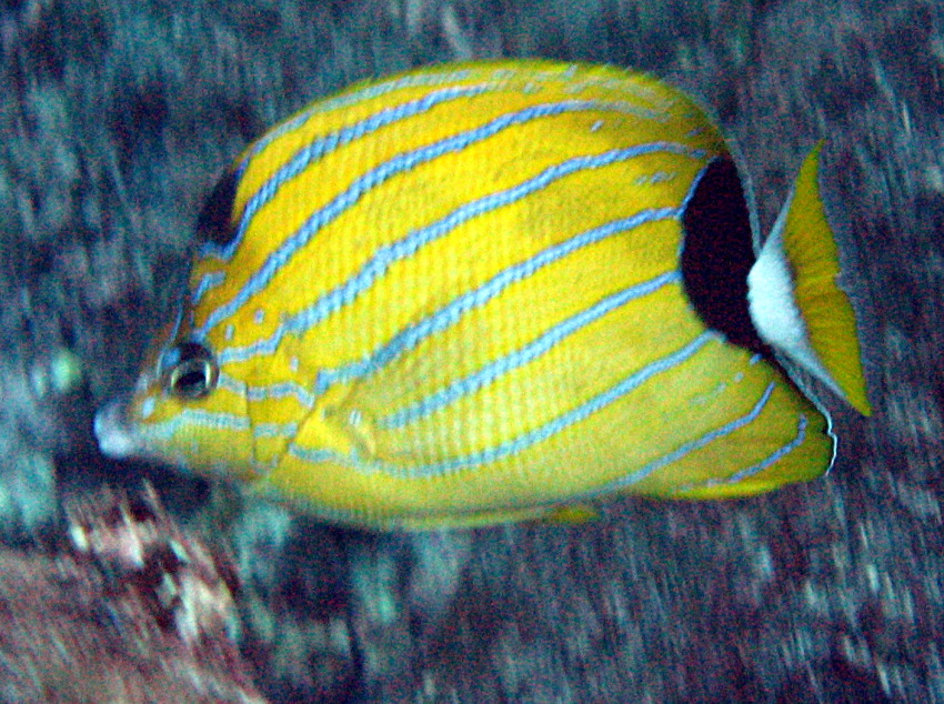 Bluestripe Butterflyfish - Chaetodon fremblii