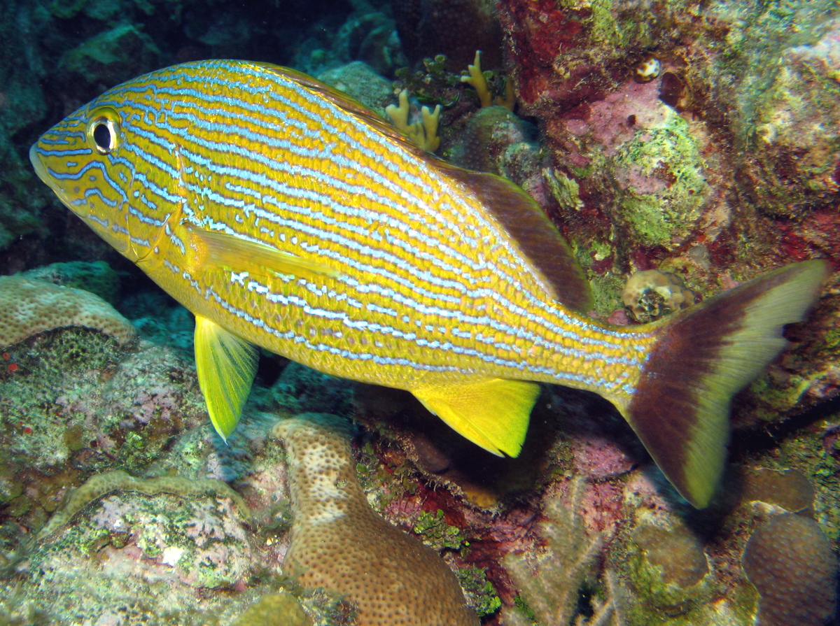 Bluestriped Grunt - Haemulon sciurus