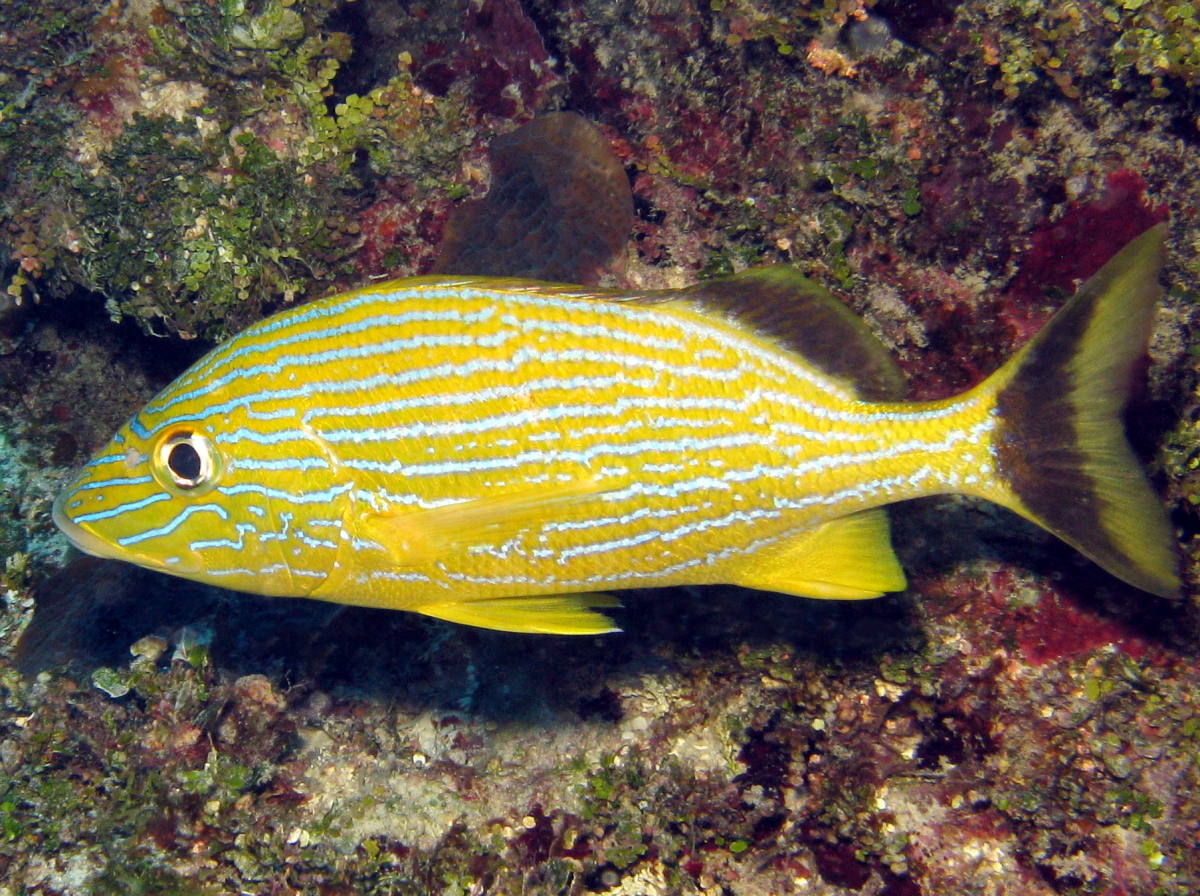 Bluestriped Grunt - Haemulon sciurus