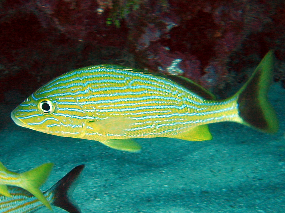 Bluestriped Grunt - Haemulon sciurus