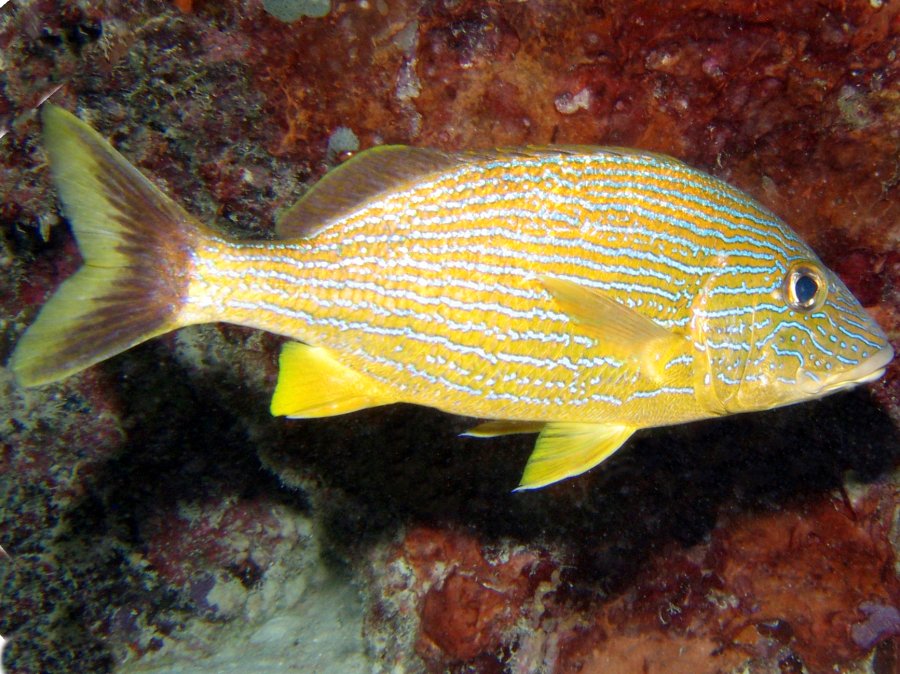 Bluestriped Grunt - Haemulon sciurus