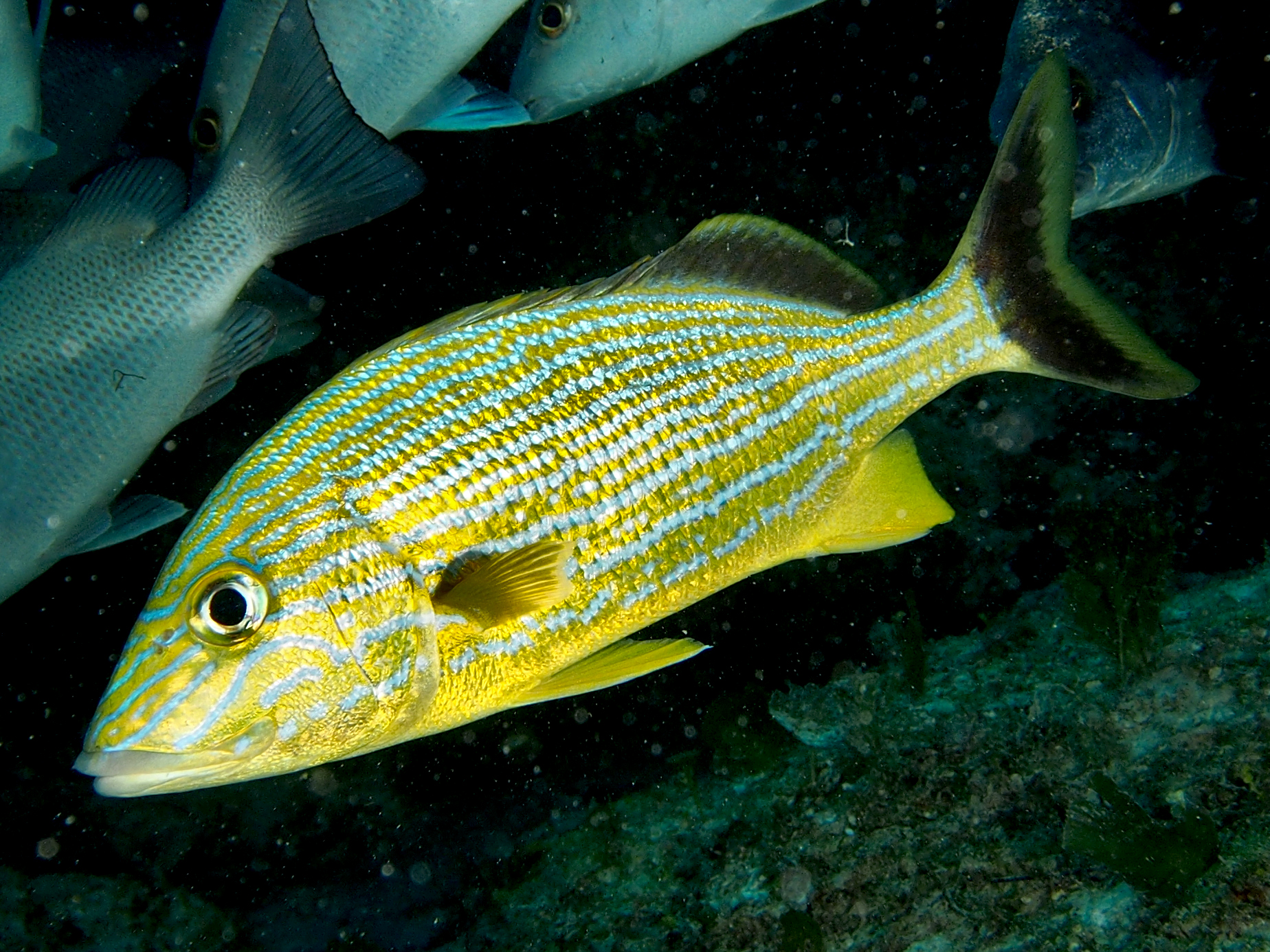 Bluestriped Grunt - Haemulon sciurus