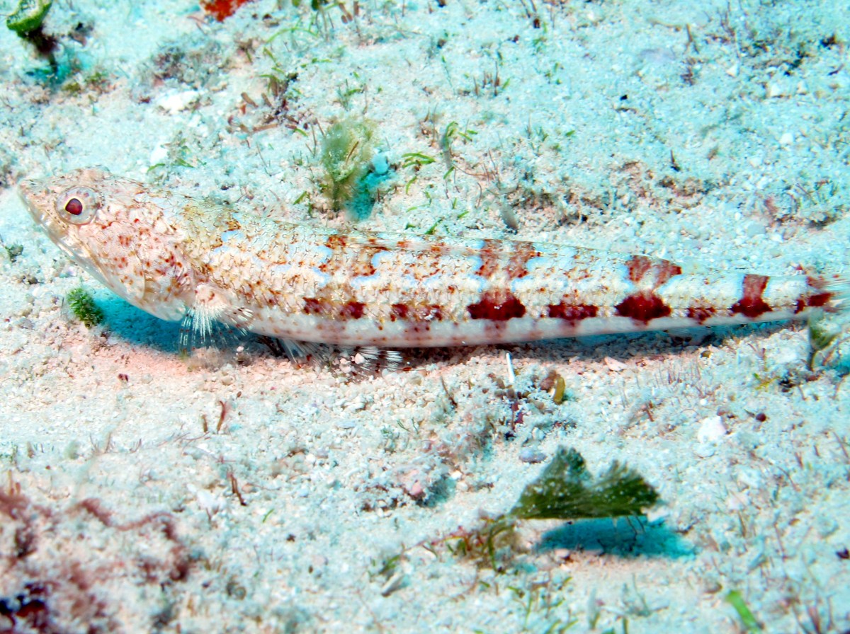 Bluestriped Lizardfish - Synodus saurus