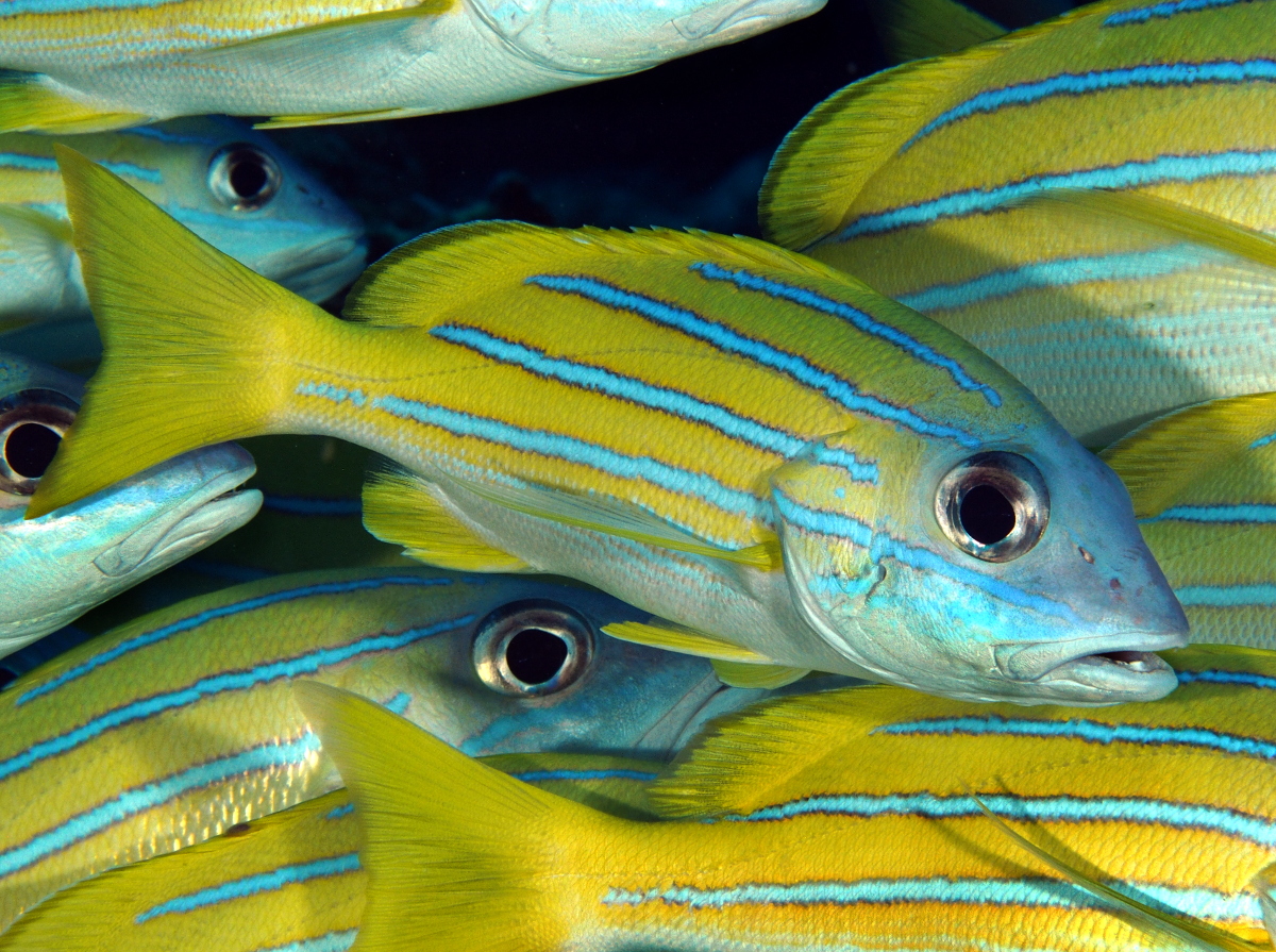 Bluestripe Snapper - Lutjanus kasmira