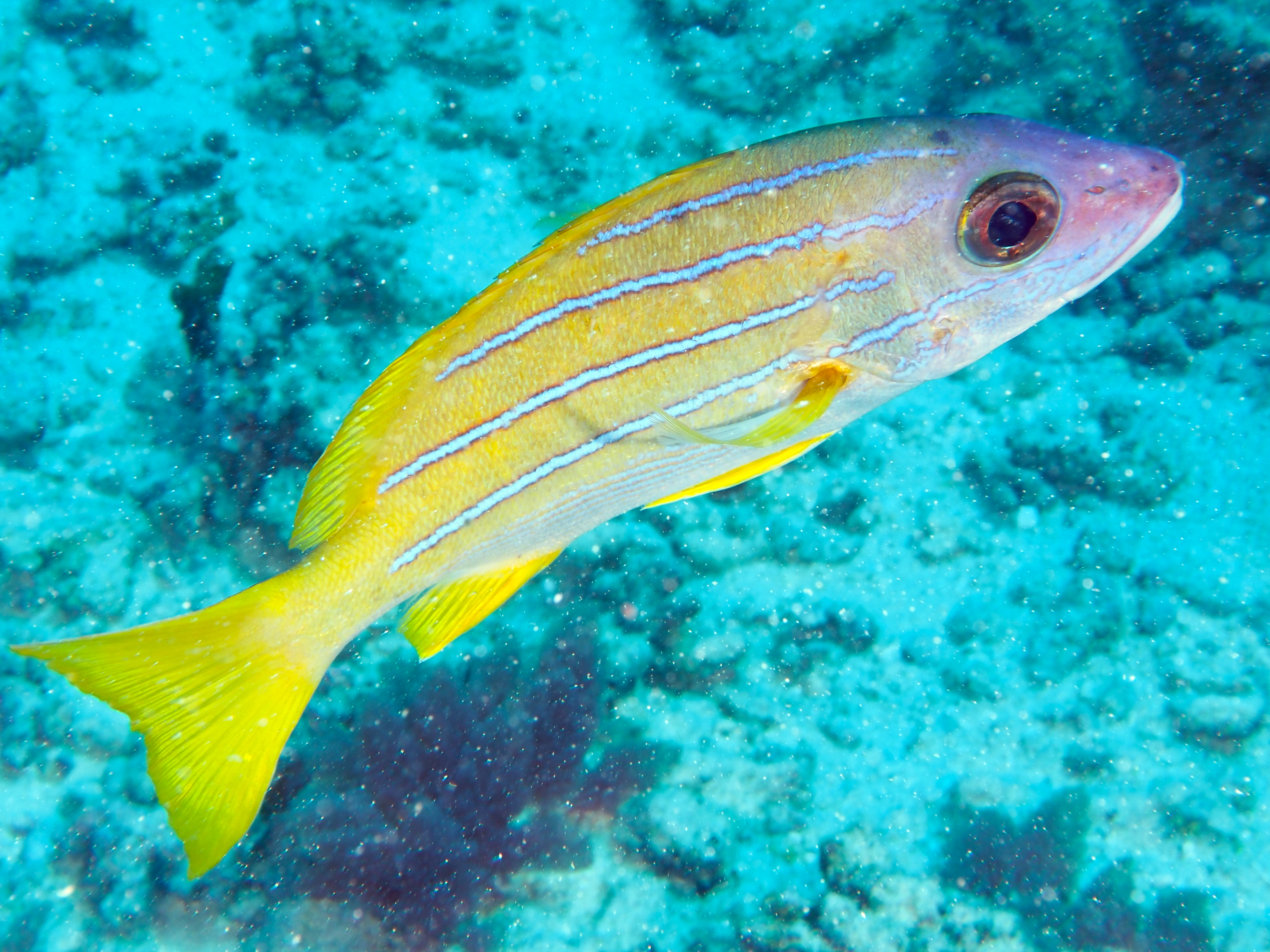Bluestripe Snapper - Lutjanus kasmira
