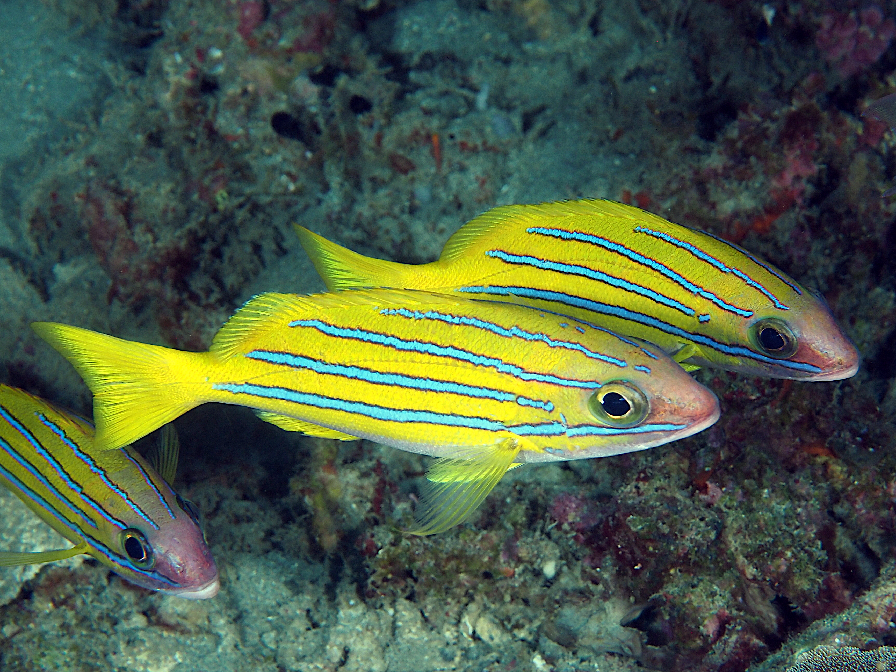 Bluestripe Snapper - Lutjanus kasmira