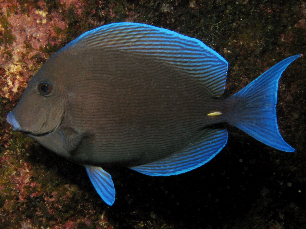 Blue Tang - Acanthurus coeruleus