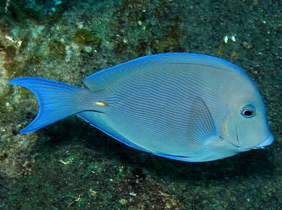 Blue Tang - Acanthurus coeruleus