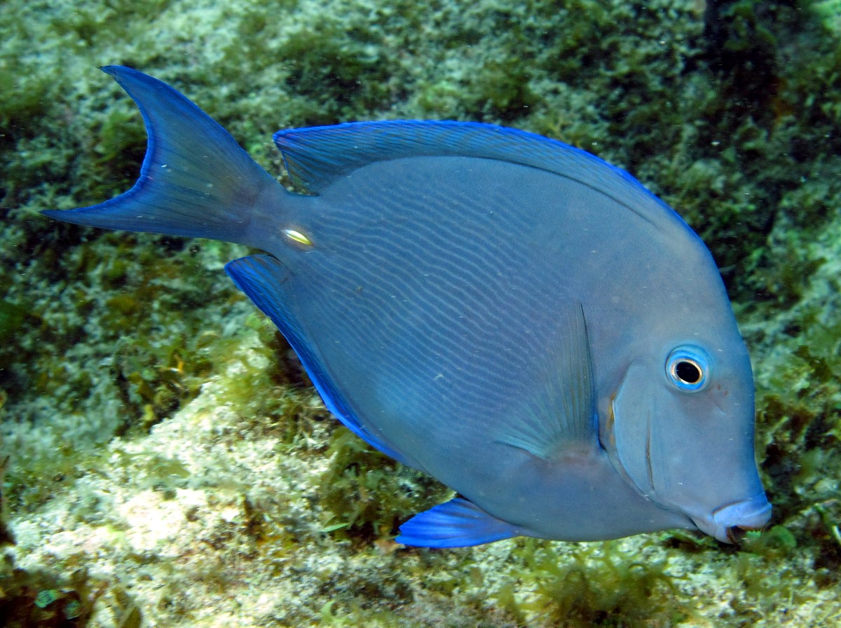 Blue Tang - Acanthurus coeruleus