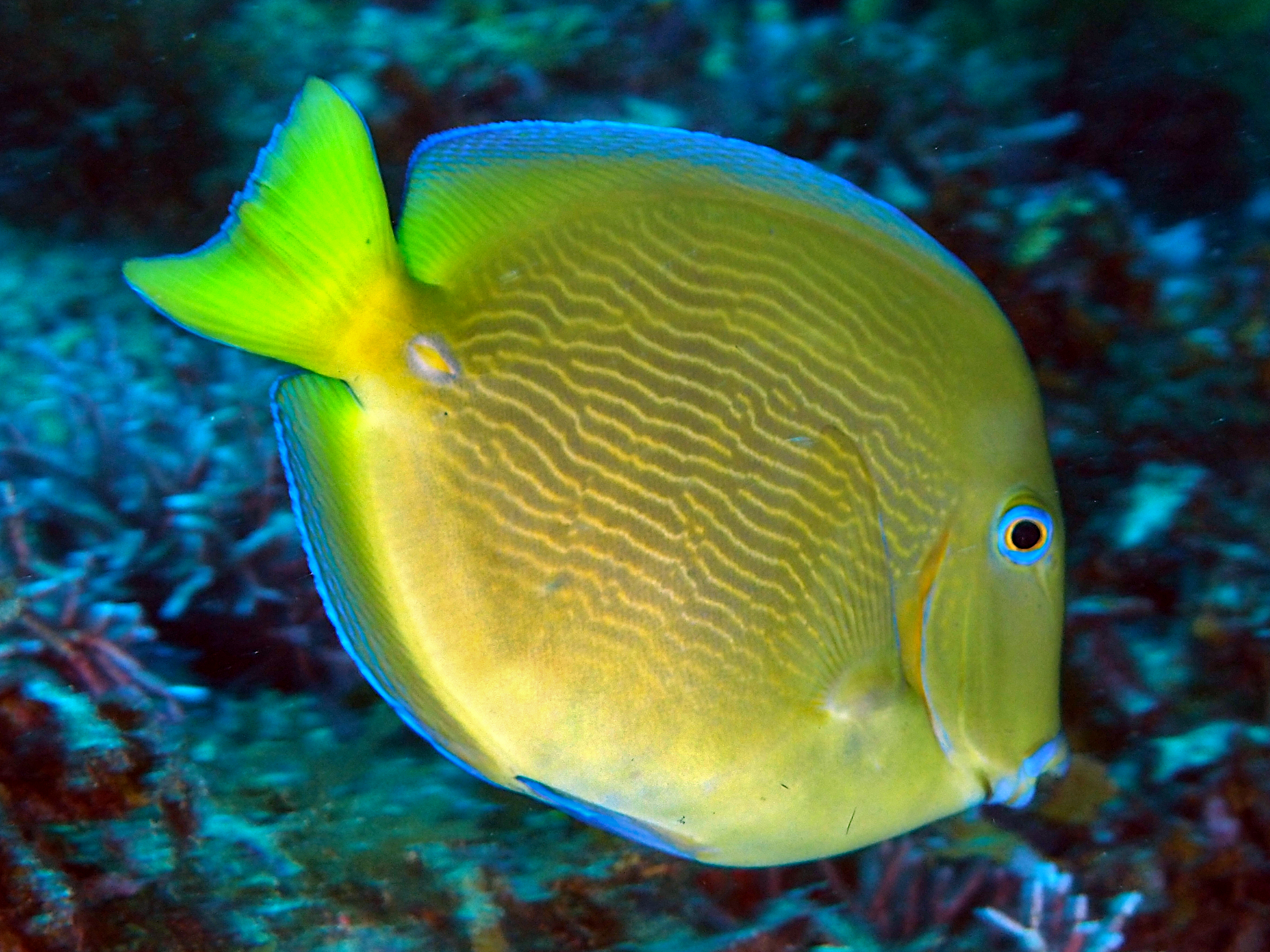 Blue Tang - Acanthurus coeruleus