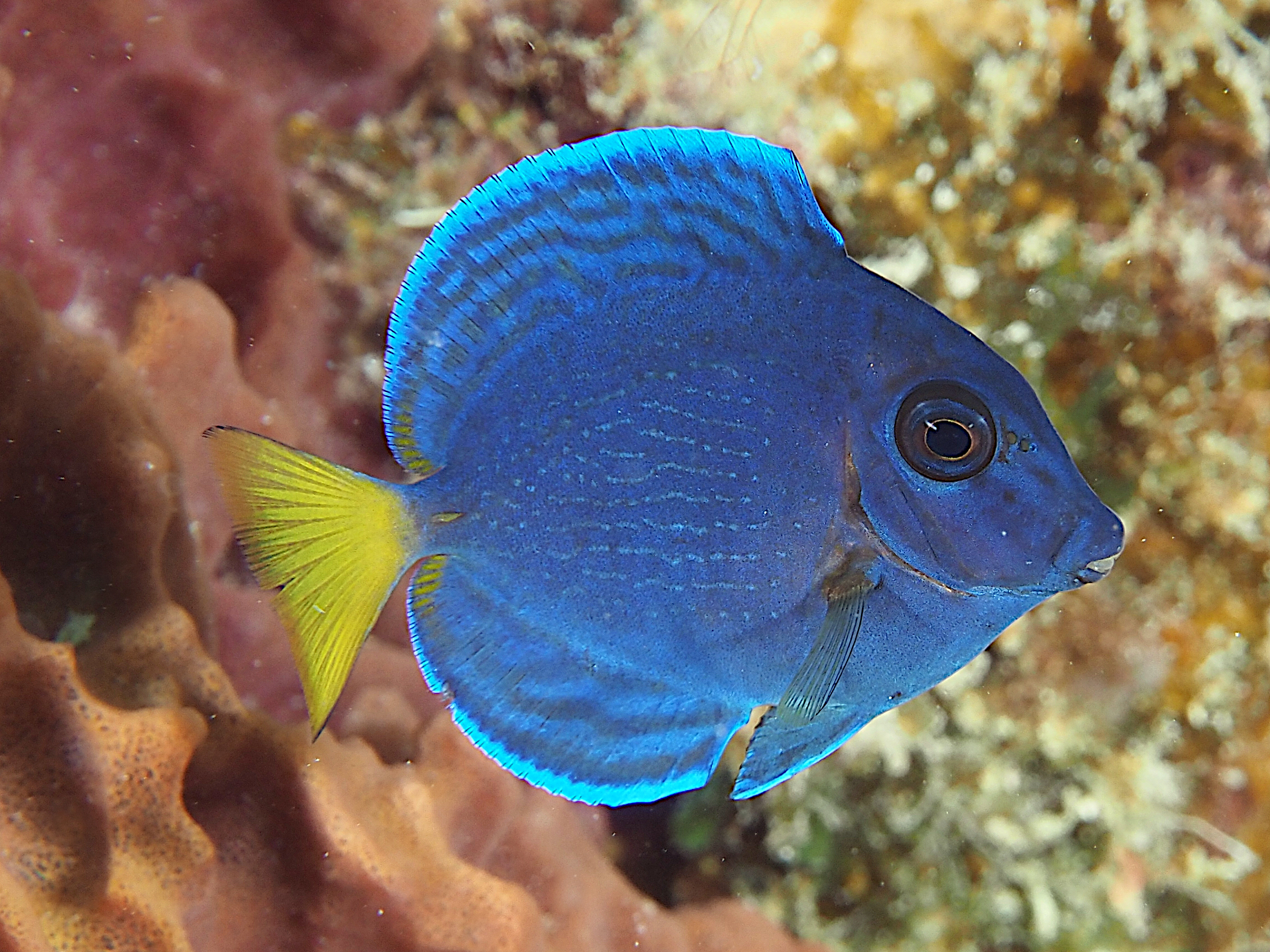 Blue Tang - Acanthurus coeruleus