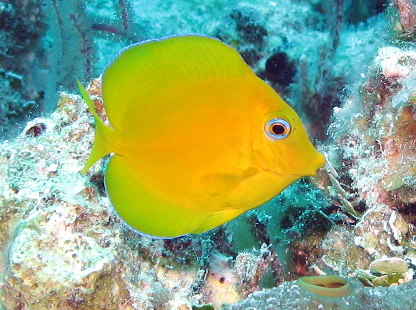 Blue Tang - Acanthurus coeruleus