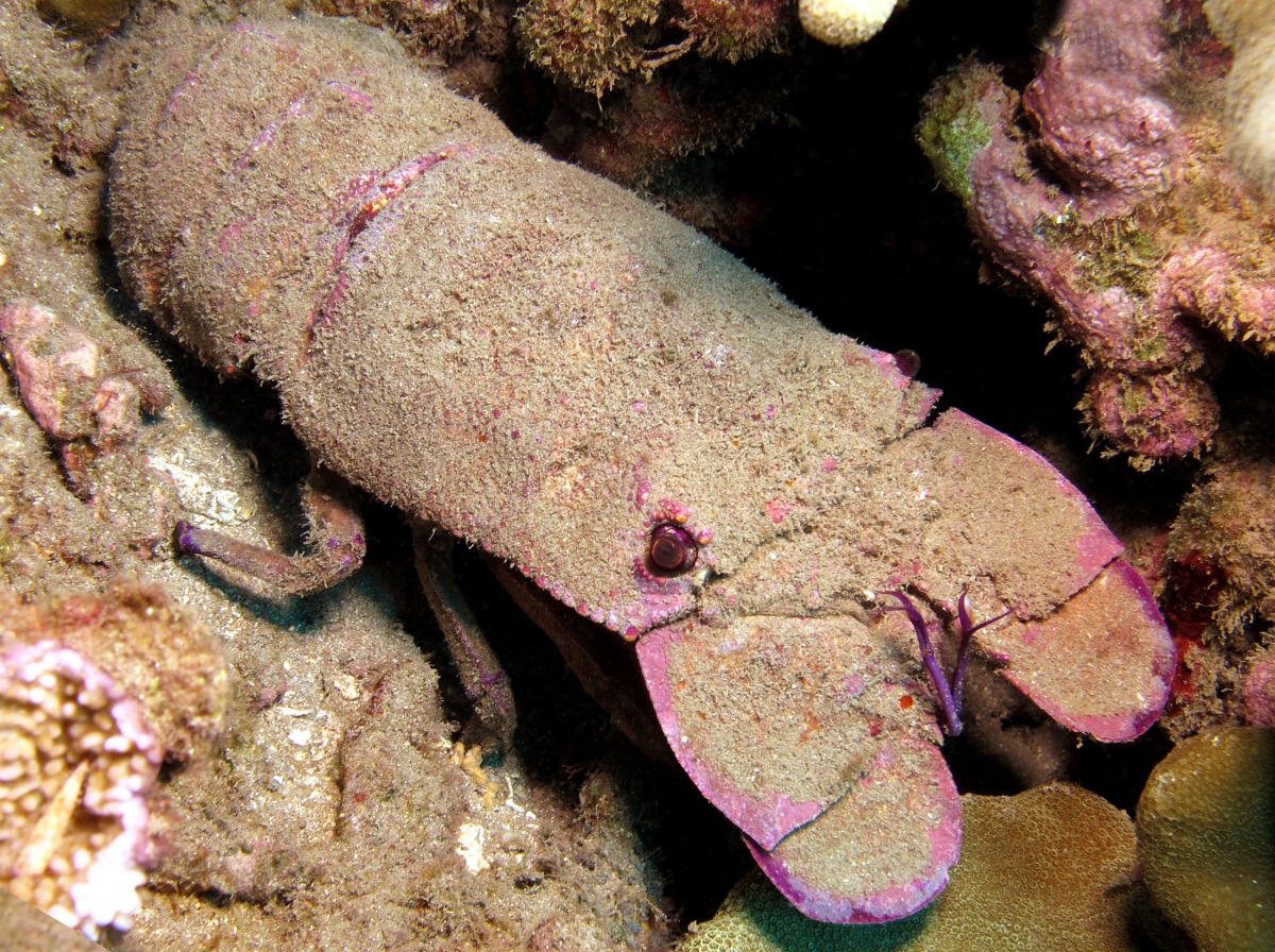 Blunt Slipper Lobster - Scyllarides squammosus - Maui, Hawaii