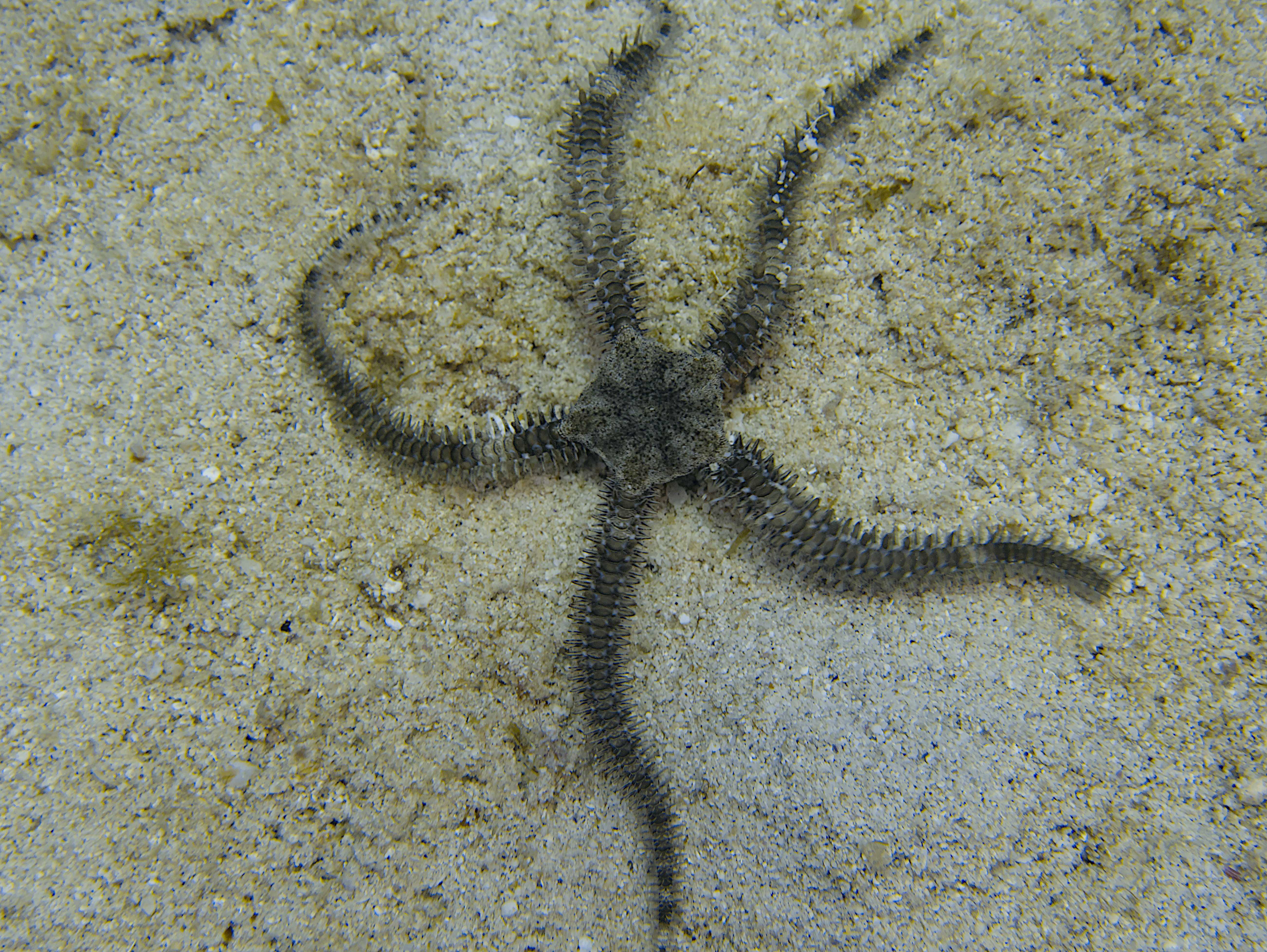 Blunt-Spined Brittle Star - Ophiocoma echinata