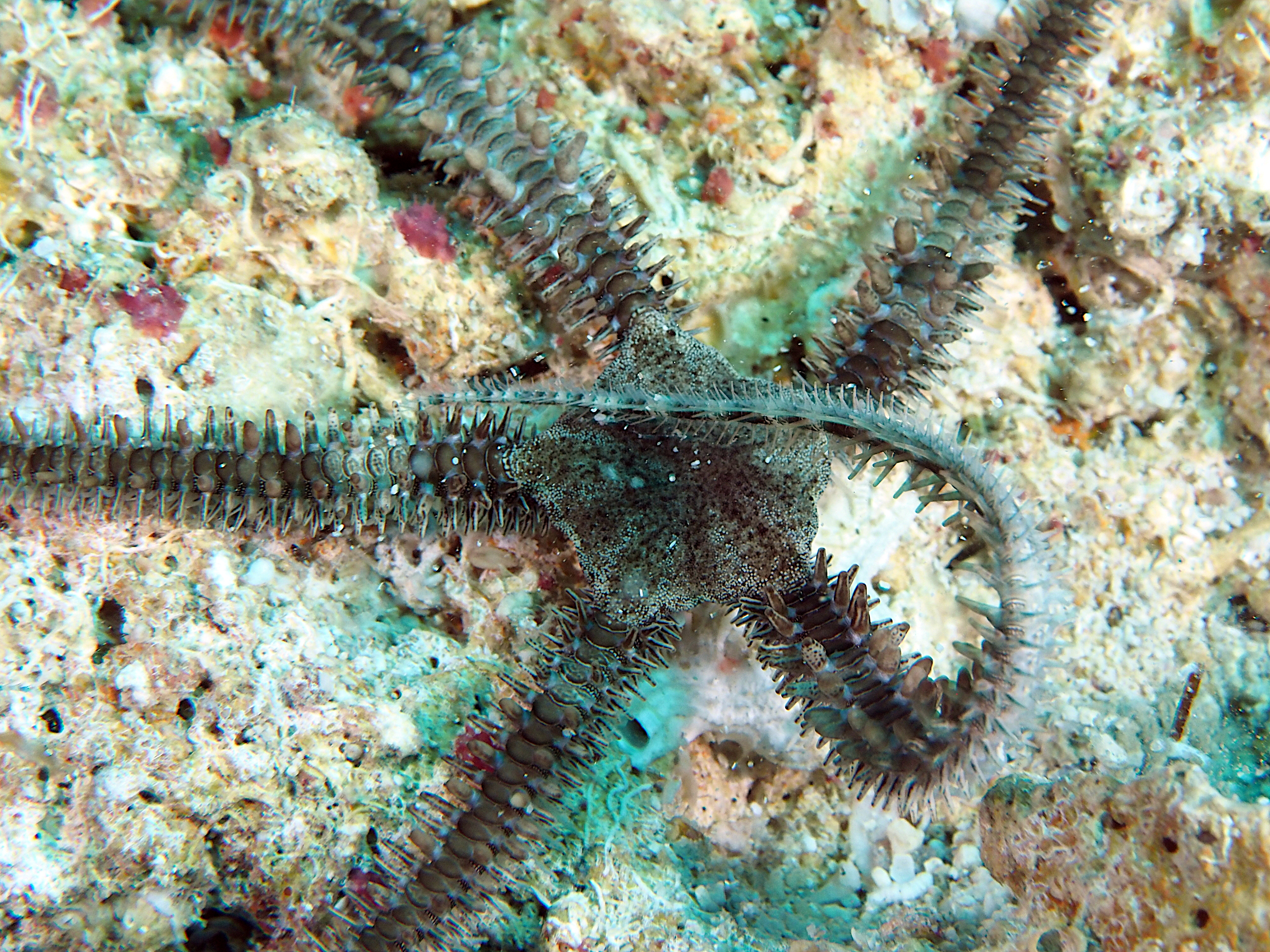 Blunt-Spined Brittle Star - Ophiocoma echinata
