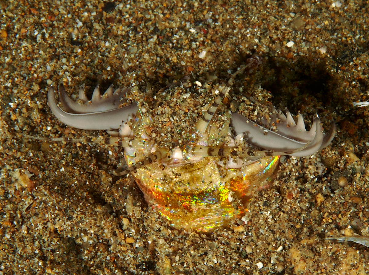 Bobbit Worm - Eunice aphroditois