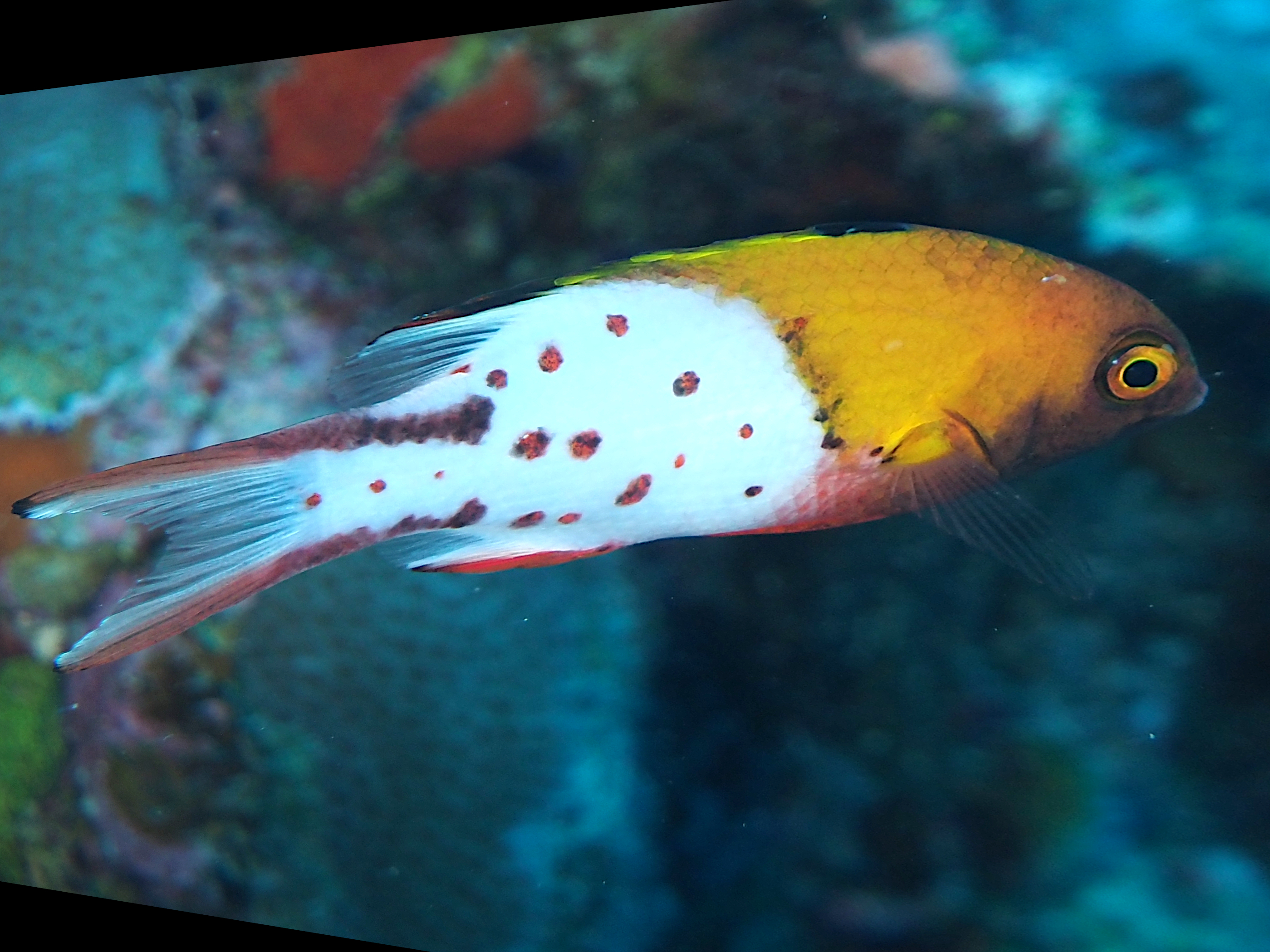 Lyretail Hogfish - Bodianus anthioides