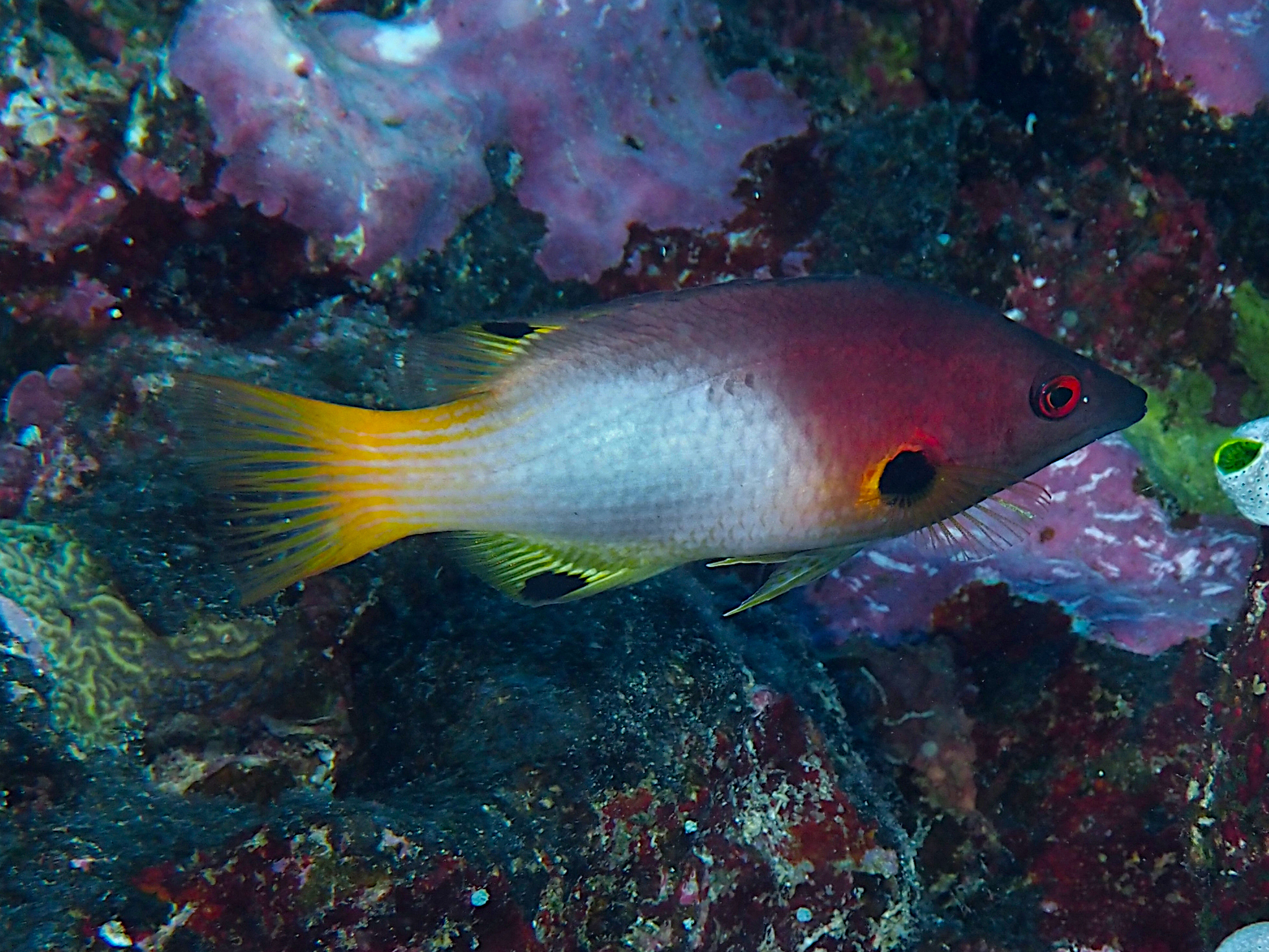 Axilspot Hogfish - Bodianus axillaris