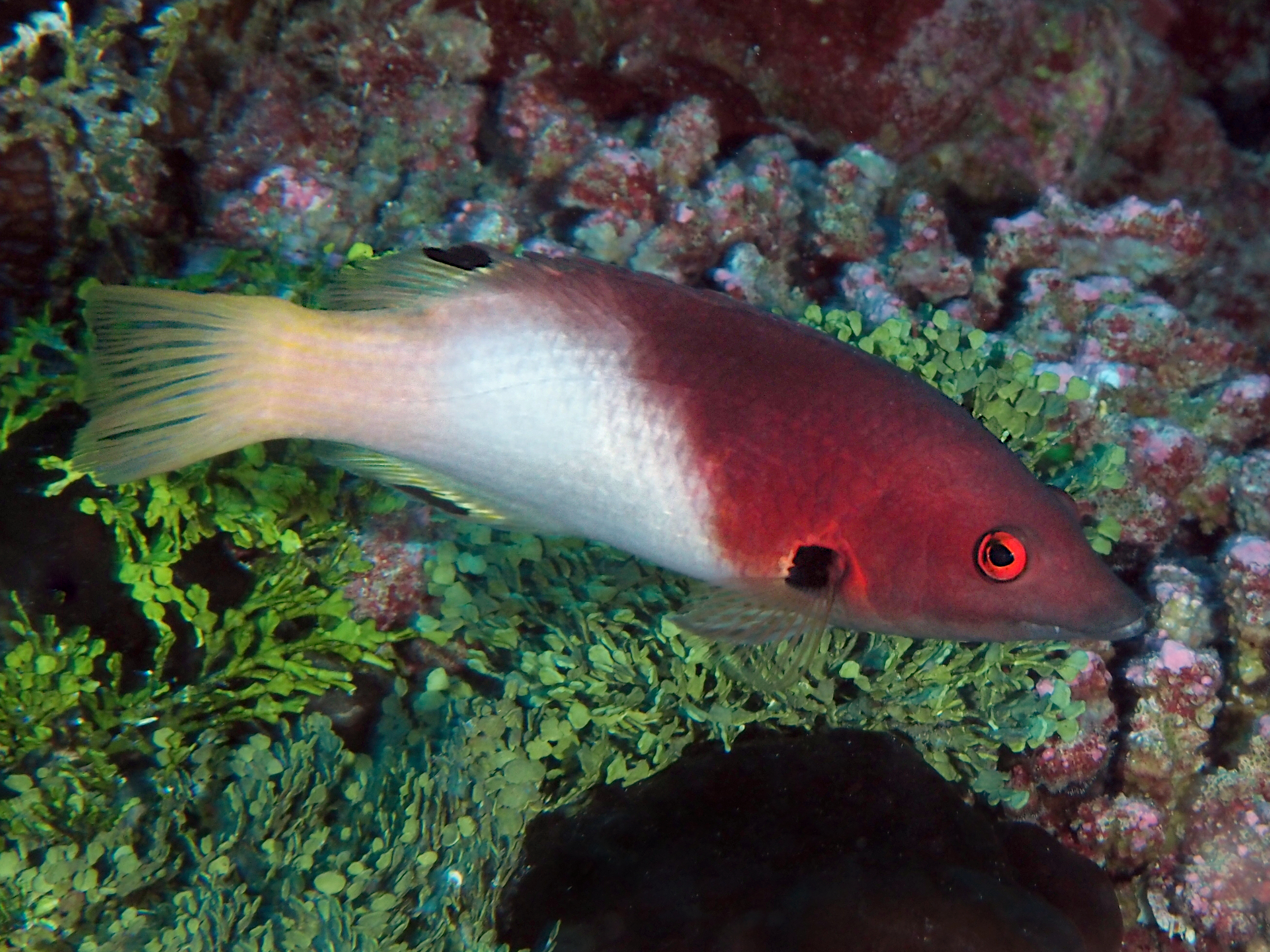 Axilspot Hogfish - Bodianus axillaris