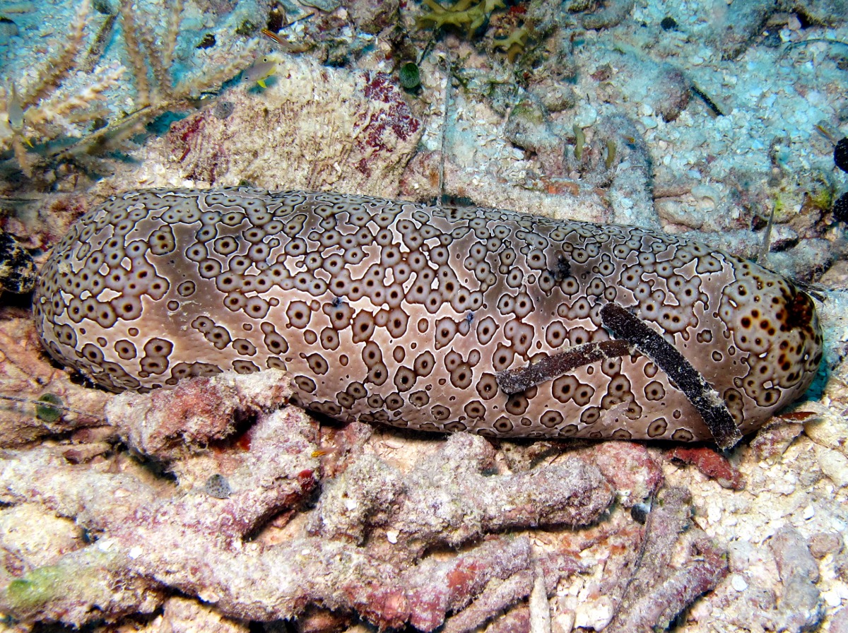 Leopard Sea Cucumber - Bohadschia argus