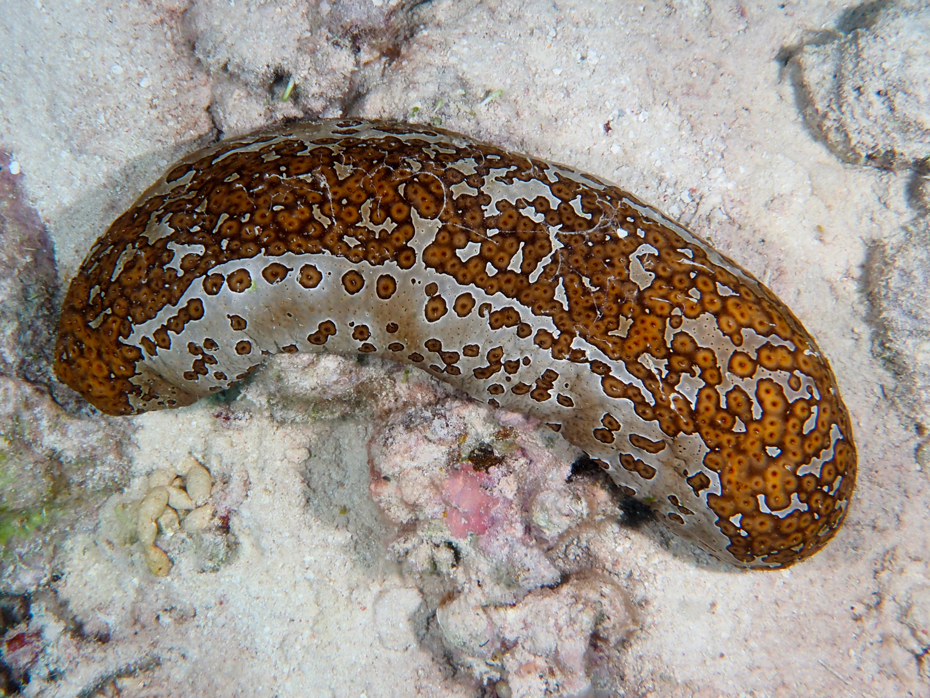 Leopard Sea Cucumber - Bohadschia argus
