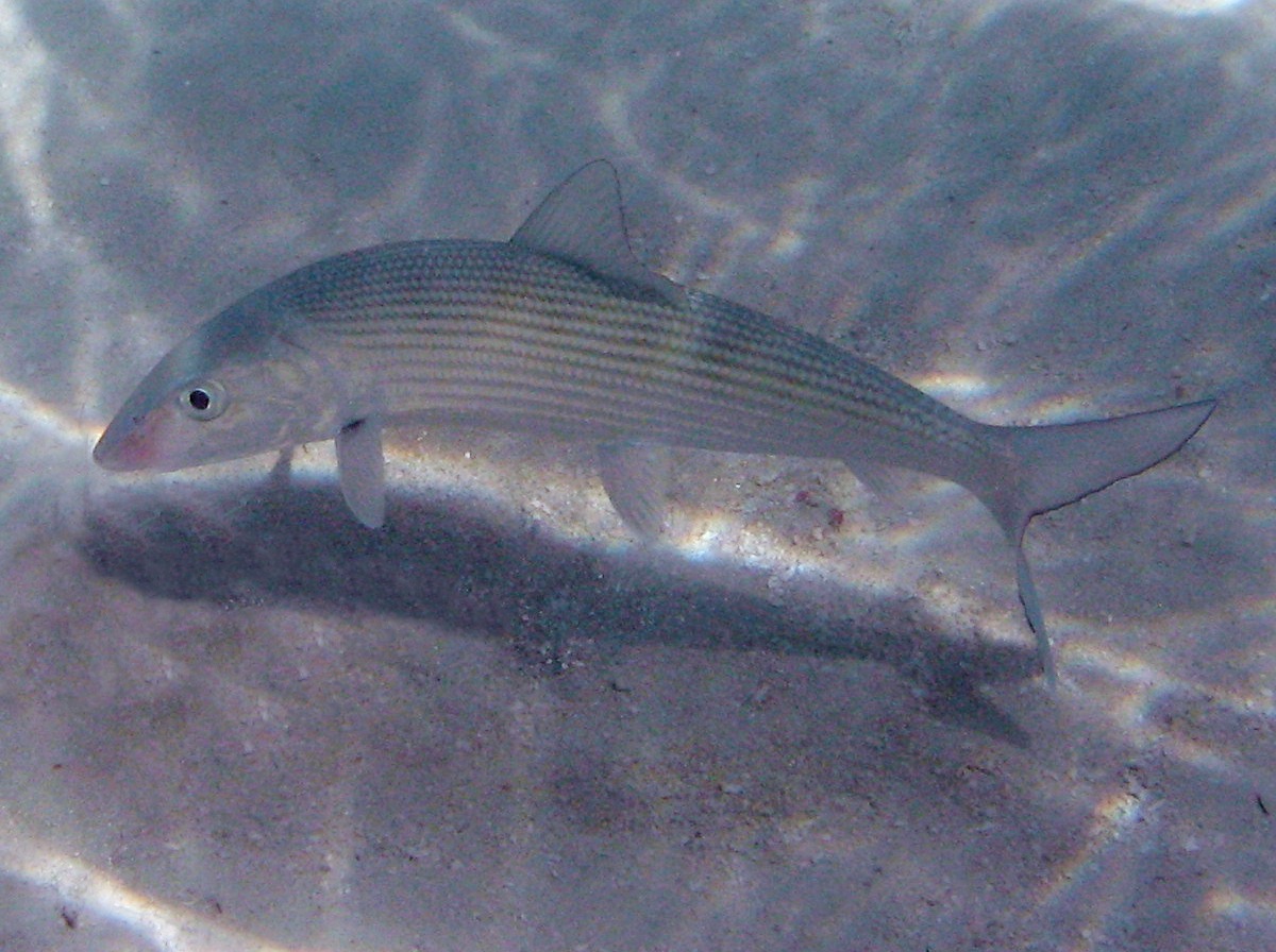 Bonefish - Albula vulpes - Belize