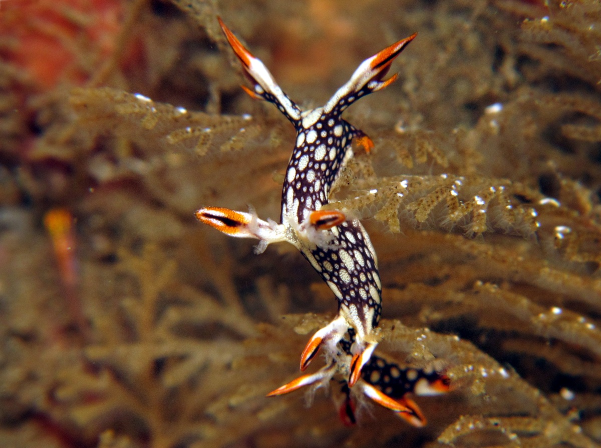 Eel Bornella Nudibranch - Bornella anguilla - Dumaguete, Philippines