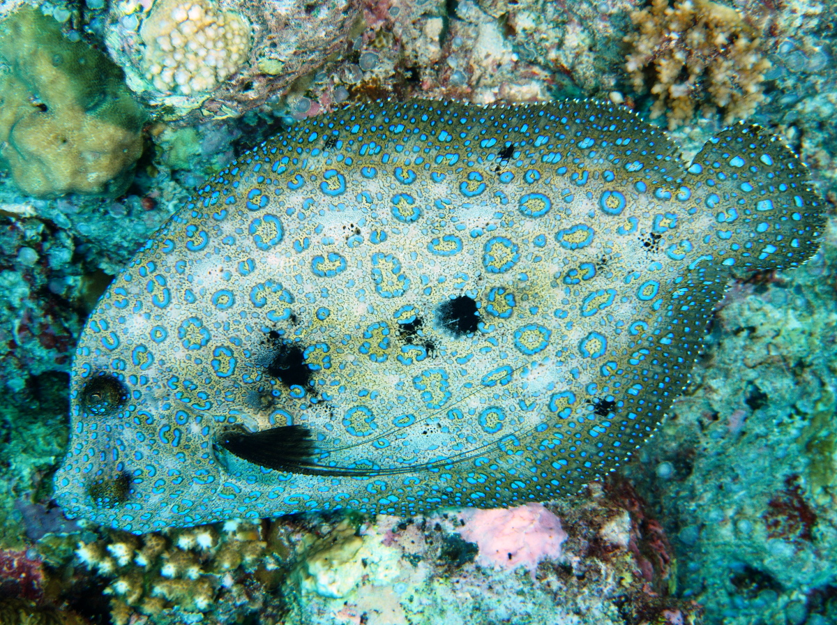 Flowery Flounder - Bothus mancus