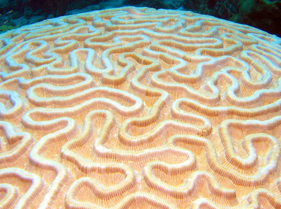 Boulder Brain Coral - Colpophyllia natans