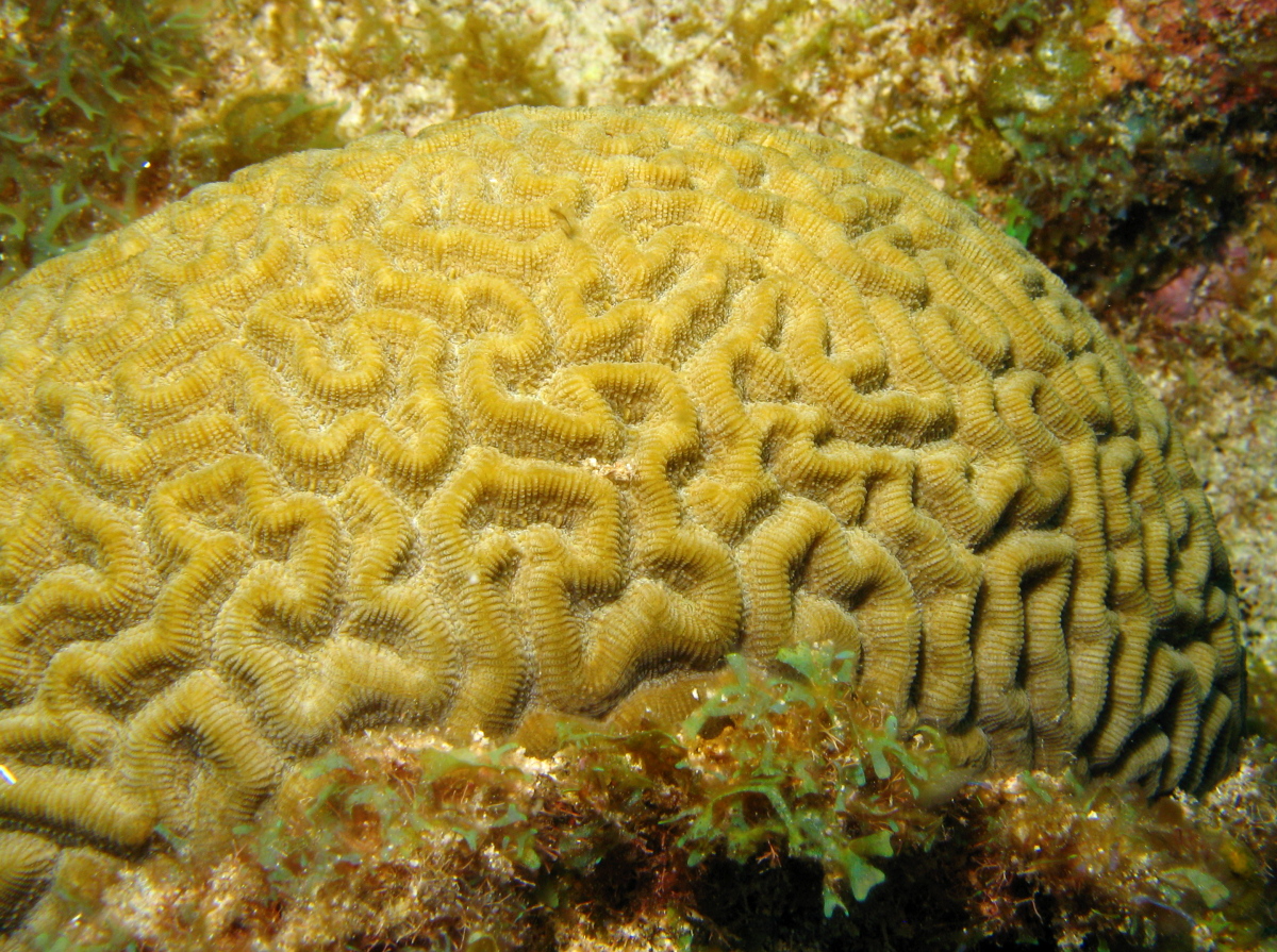 Boulder Brain Coral - Colpophyllia natans