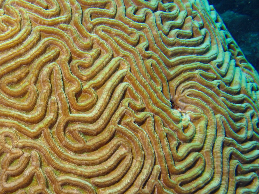 Boulder Brain Coral - Colpophyllia natans