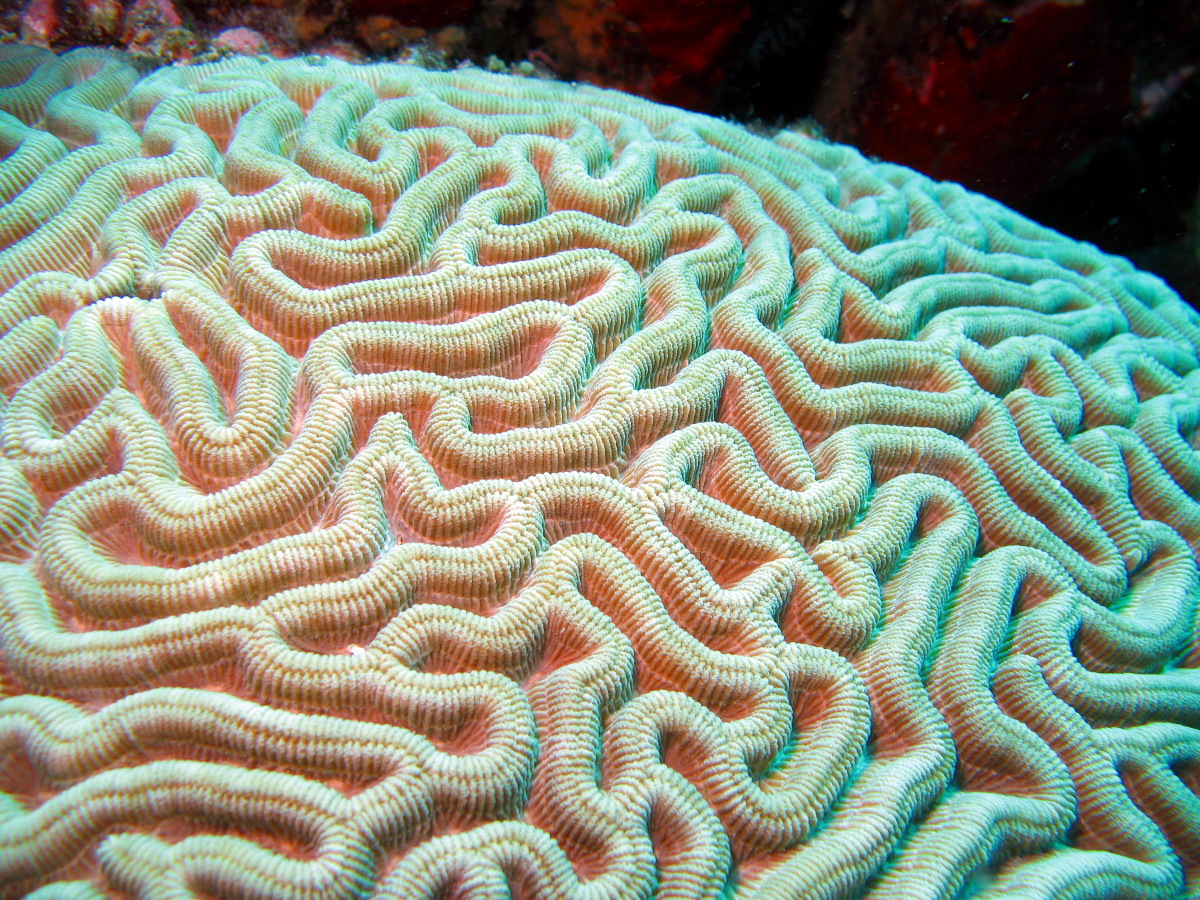 Boulder Brain Coral - Colpophyllia natans