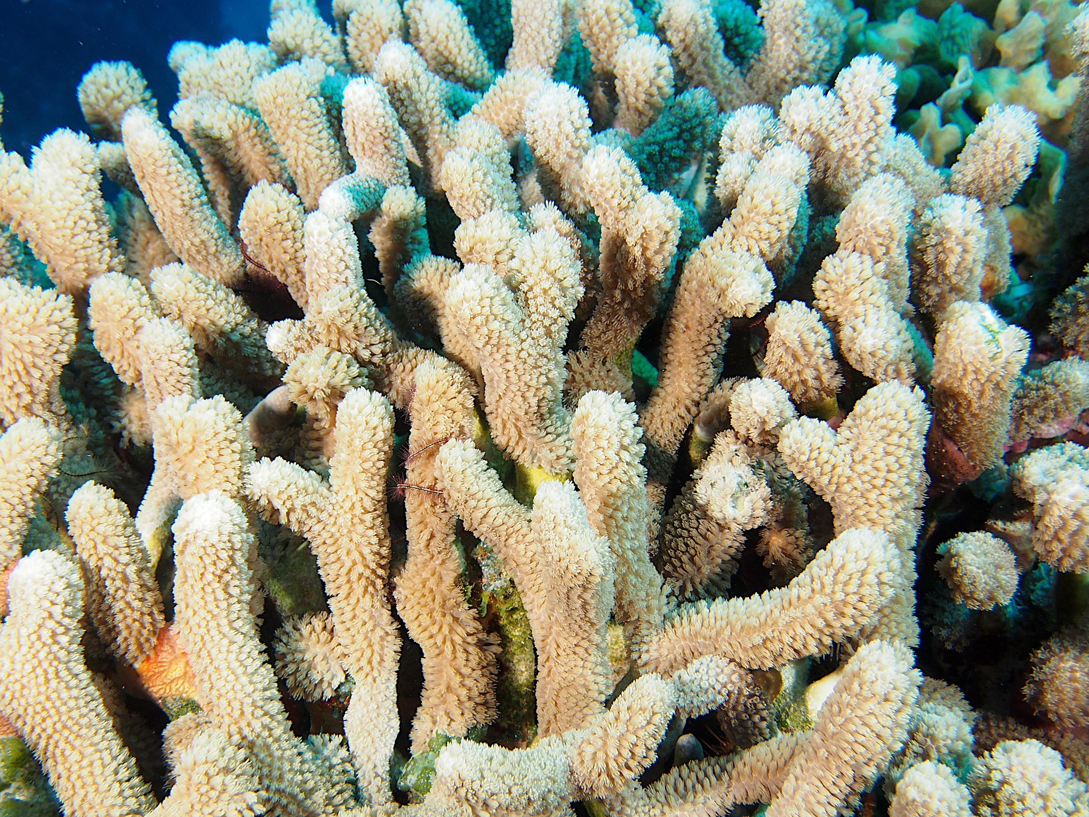 Branched Finger Coral - Porites furcata