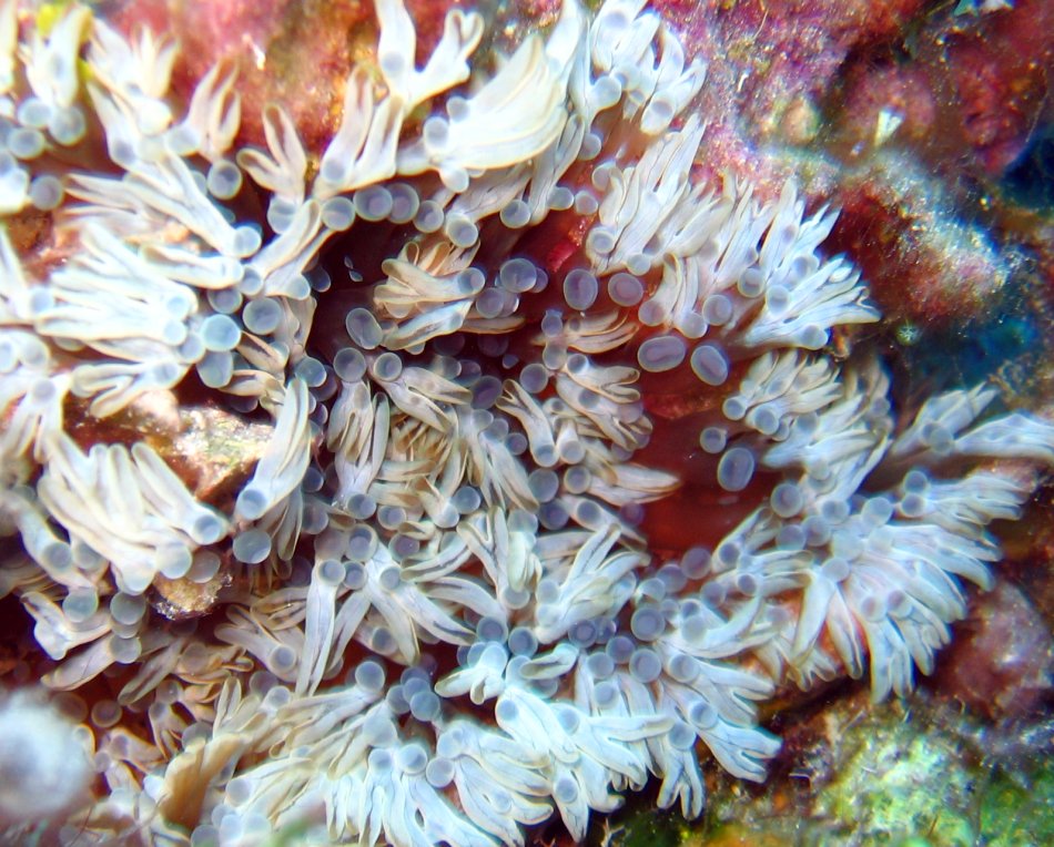 Branching Anemone - Lebrunia danae