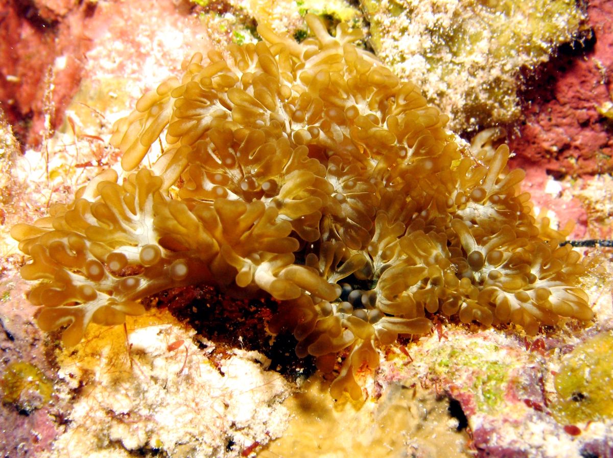 Branching Anemone - Lebrunia danae