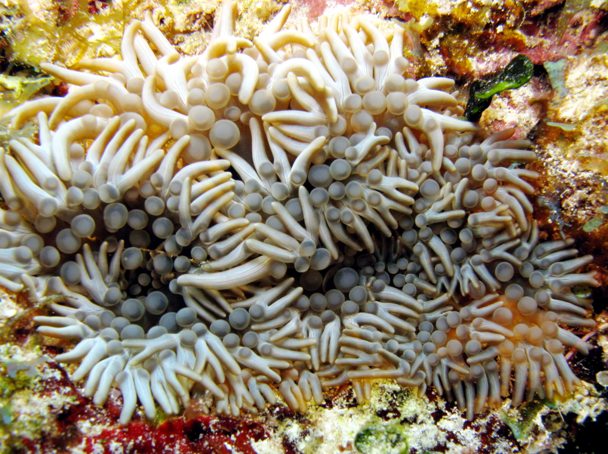 Branching Anemone - Lebrunia danae