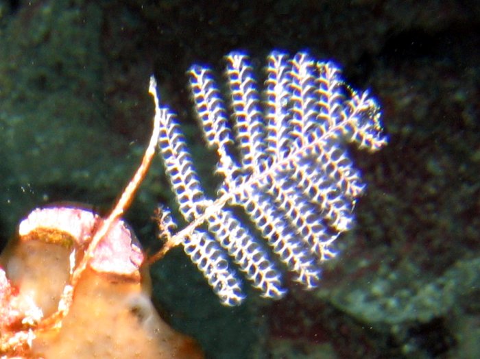 Branching Hydroid - Sertularella diaphana