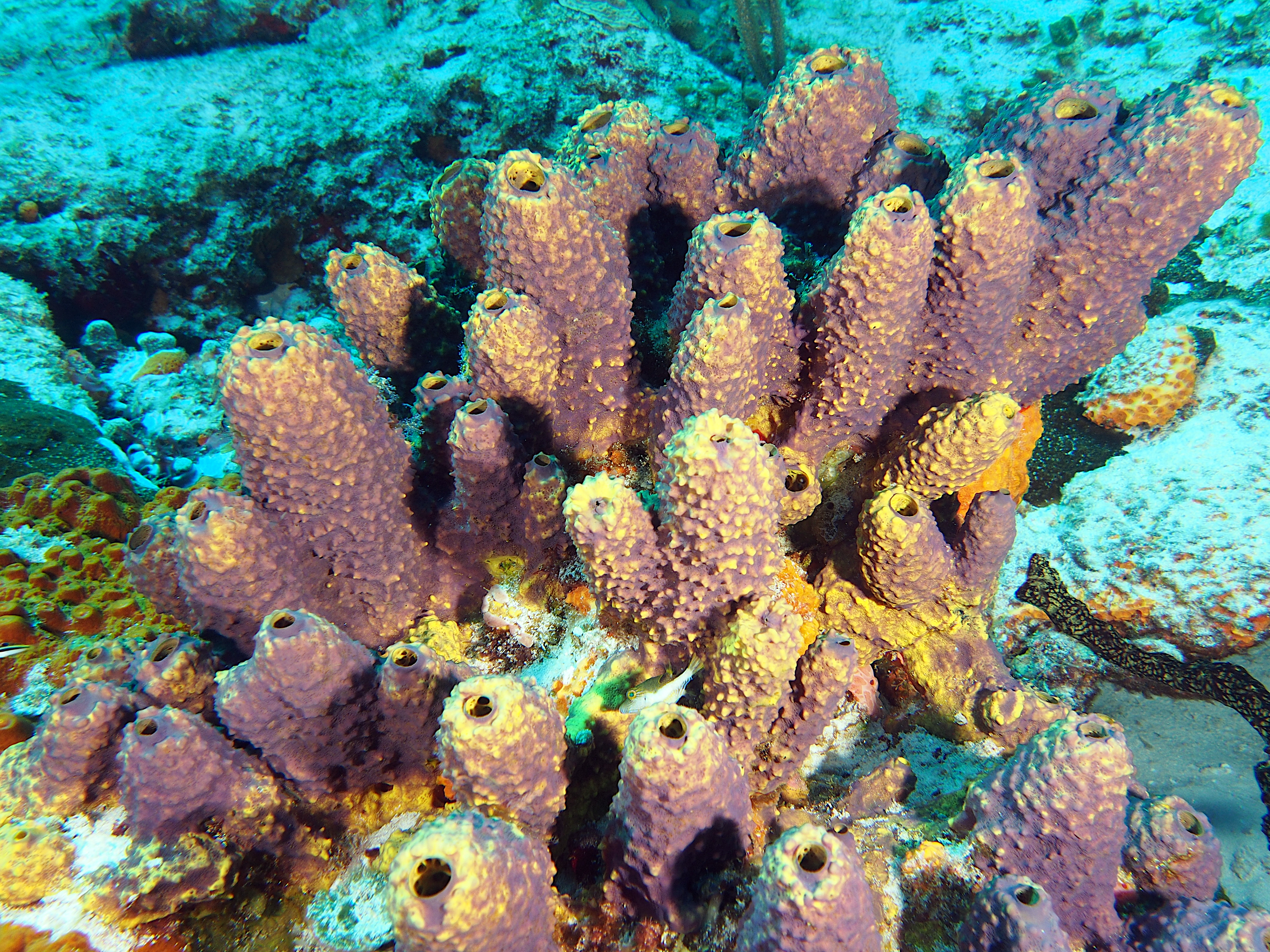 Branching Tube Sponge - Aiolochroia crassa