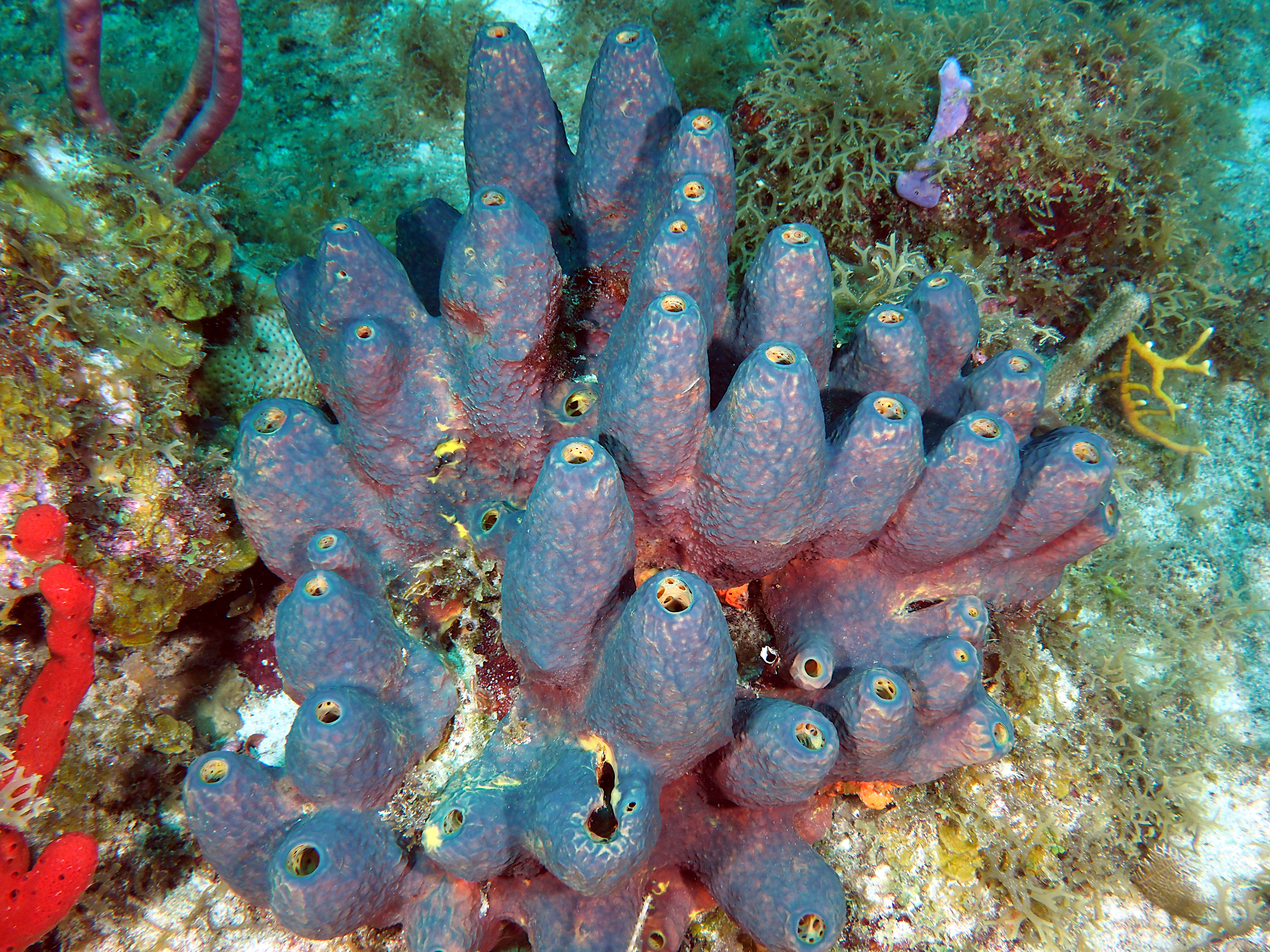 Branching Tube Sponge - Aiolochroia crassa