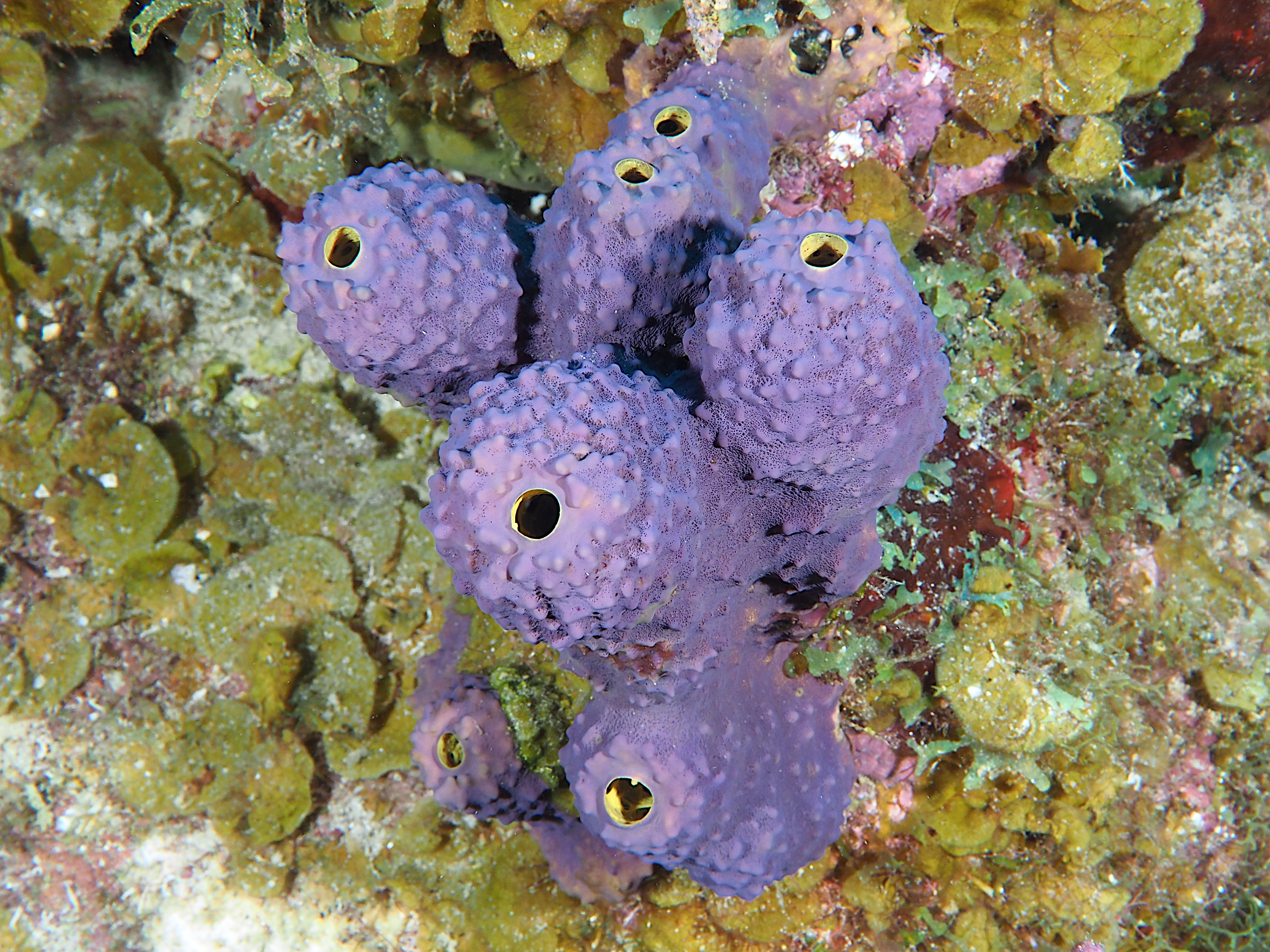 Branching Tube Sponge - Aiolochroia crassa