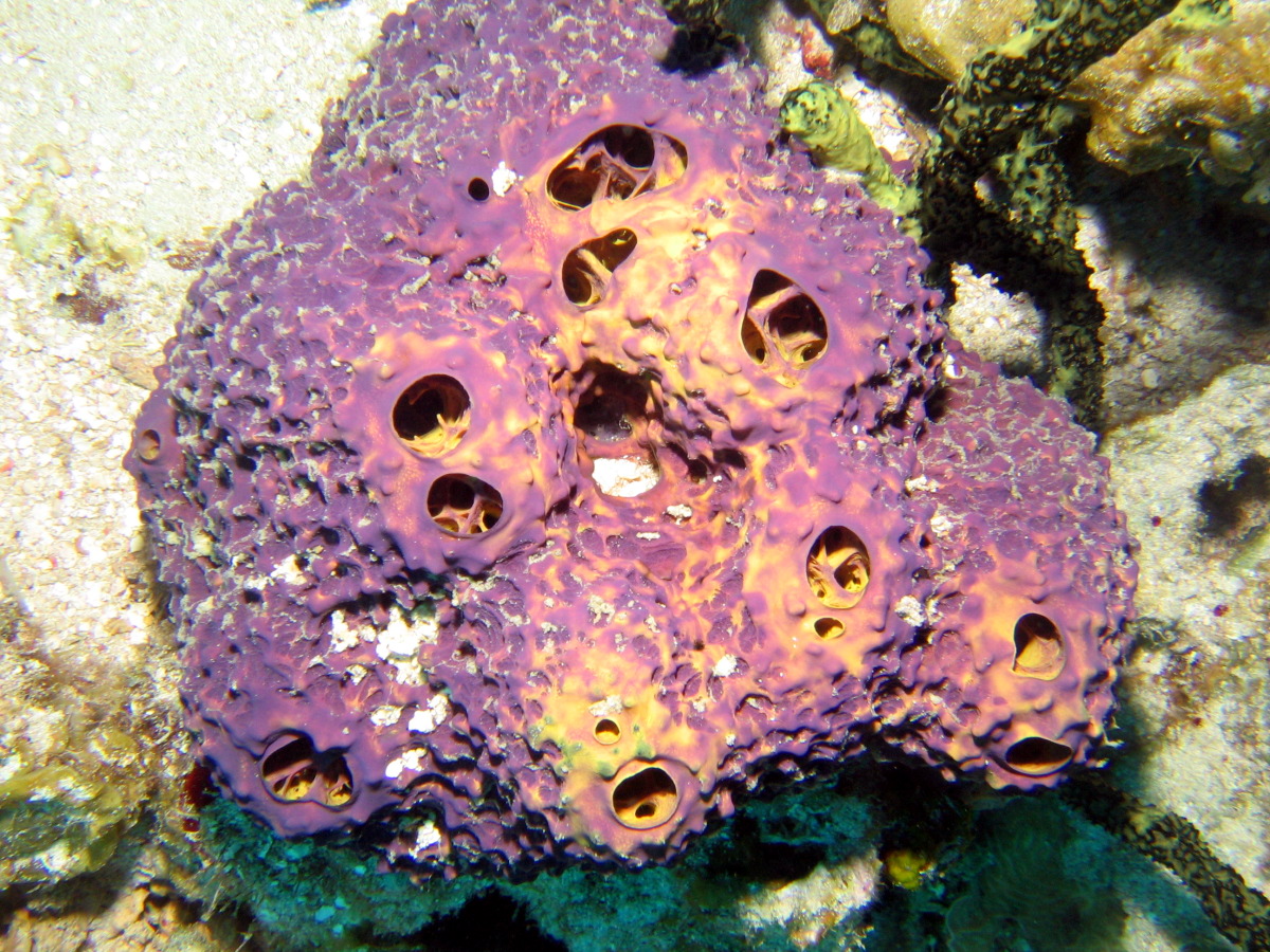 Branching Tube Sponge - Aiolochroia crassa