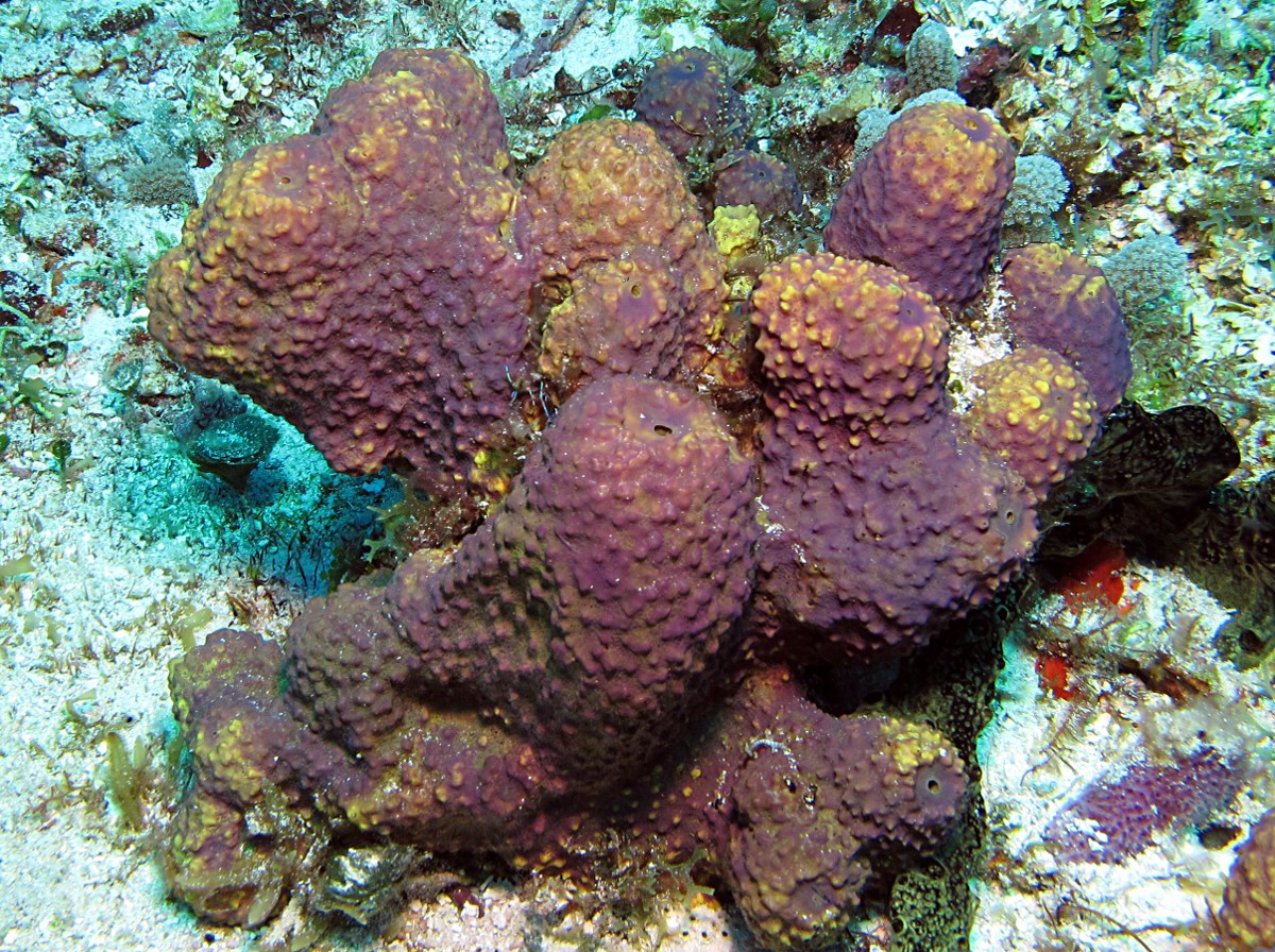 Branching Tube Sponge - Aiolochroia crassa