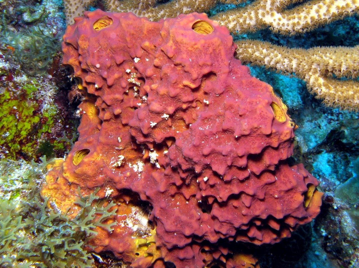 Branching Tube Sponge - Aiolochroia crassa